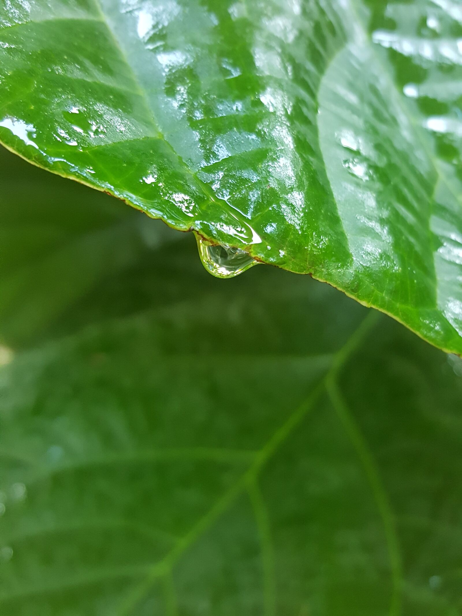 Samsung Galaxy Note5 sample photo. Rain, leaf, water photography