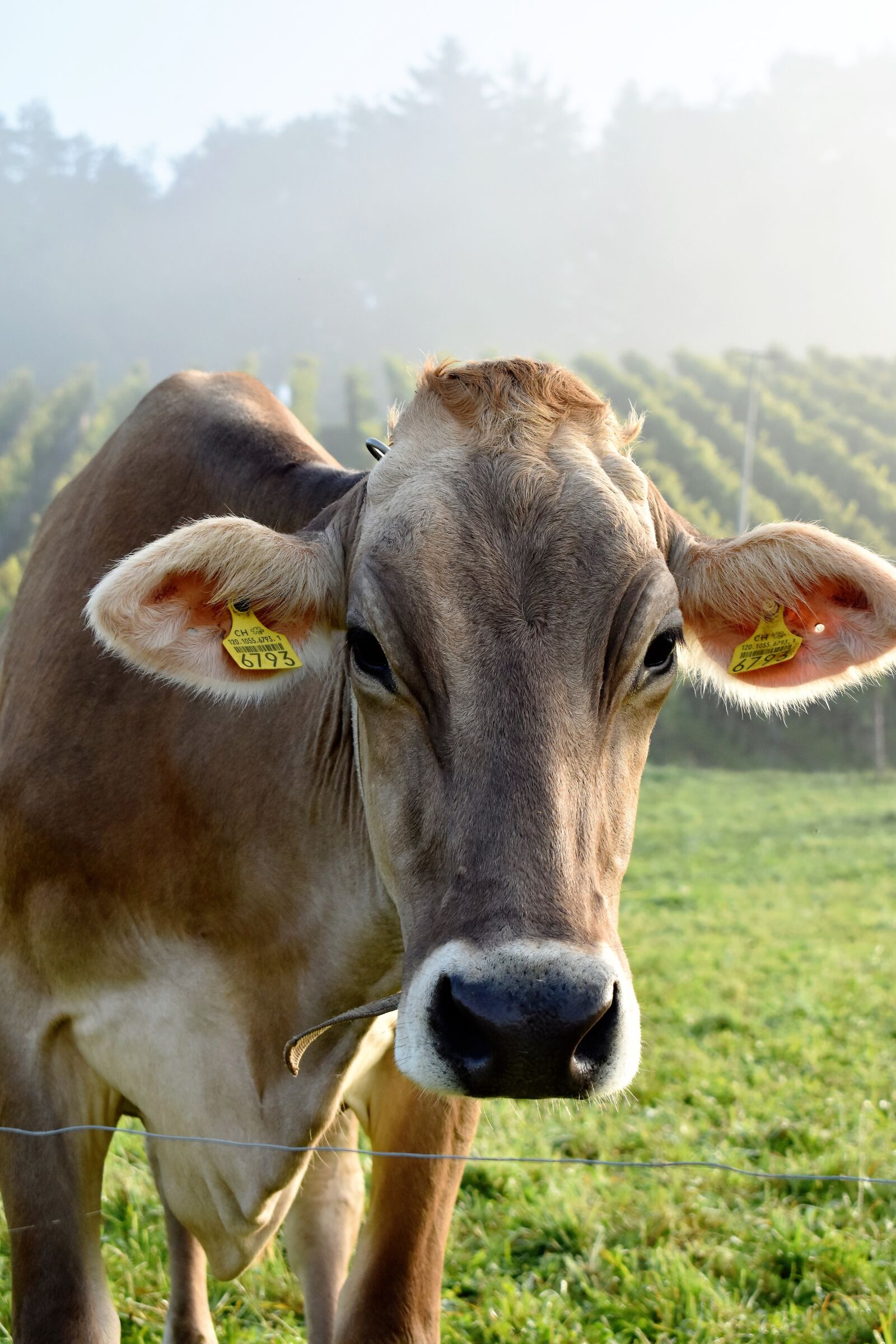 Nikon D5500 sample photo. Cow, cow head, close photography