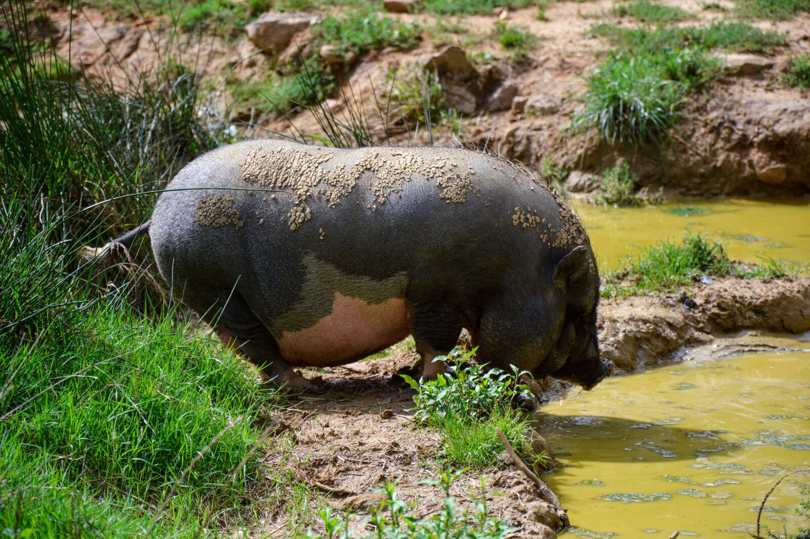 Nikon D3200 sample photo. Pig, big, huge photography