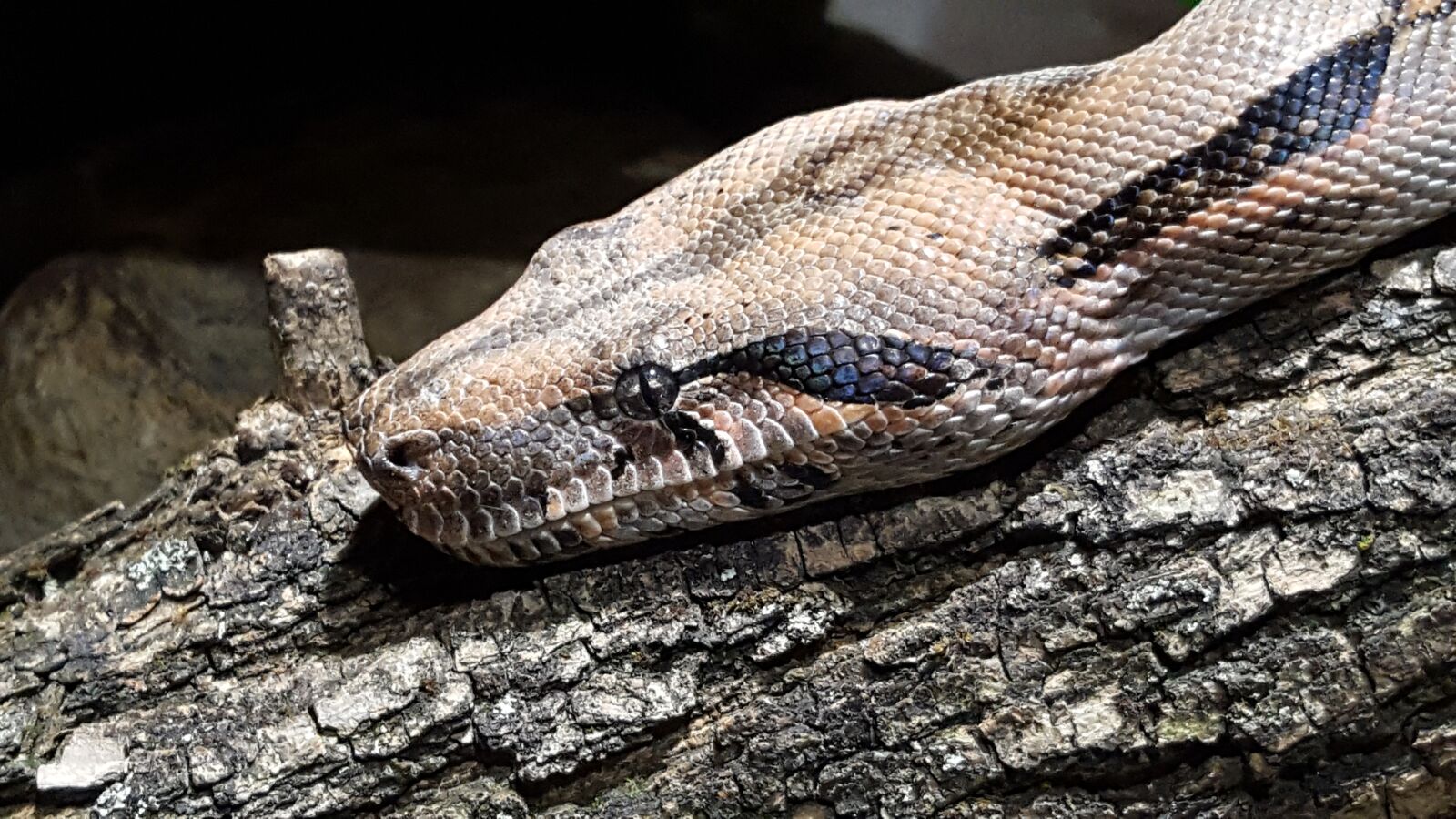 Samsung GALAXY S6 edge sample photo. Reptile, nature, snake photography