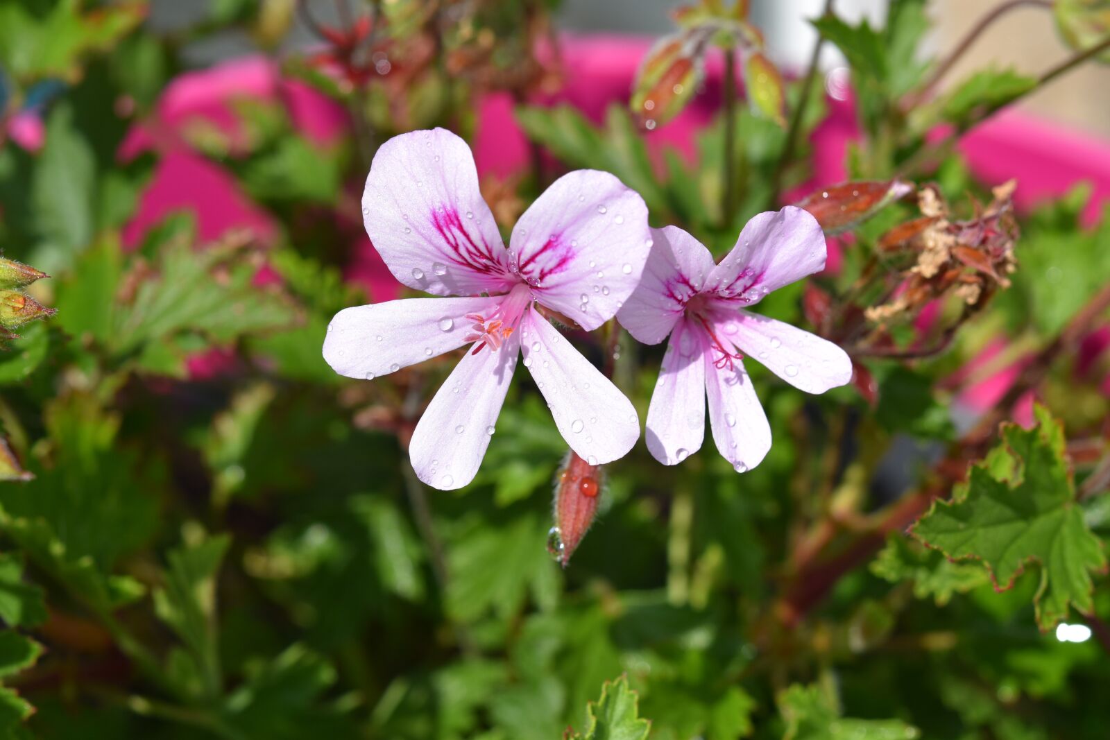 Nikon D5600 sample photo. Flower, geranium, rose geranium photography
