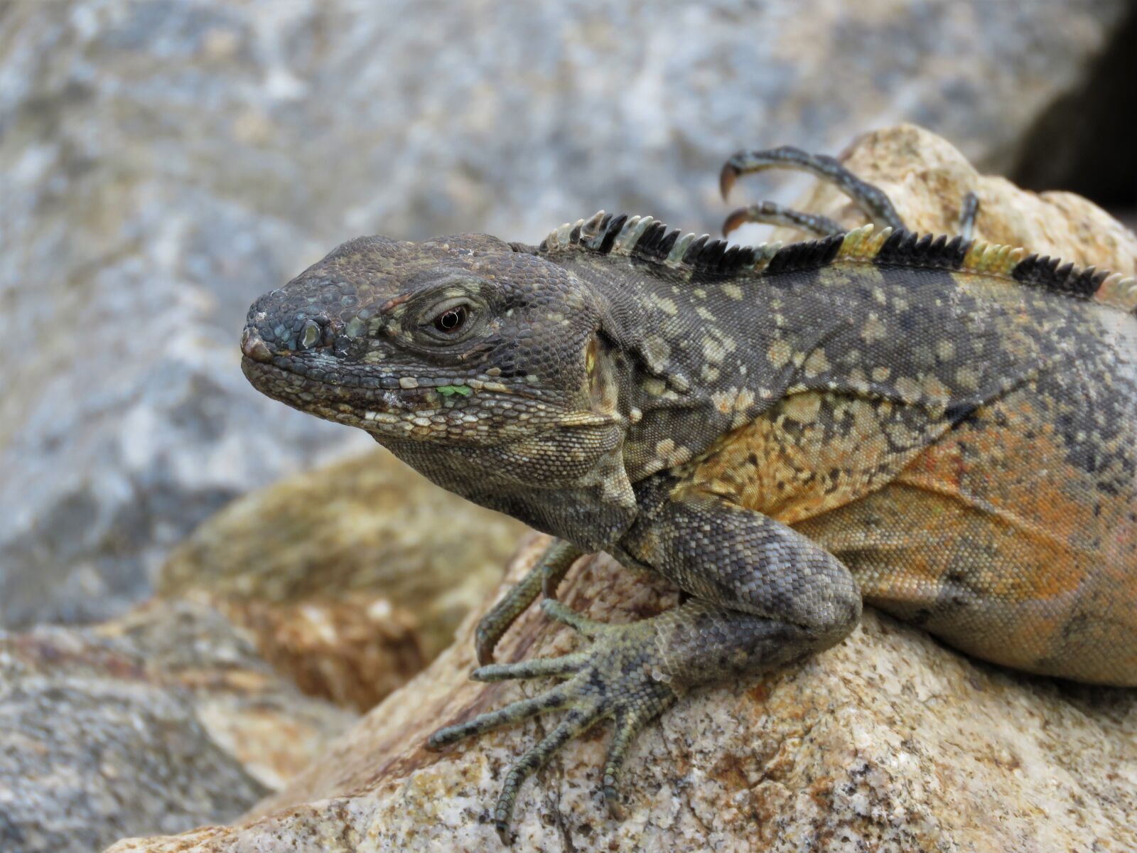 Canon PowerShot SX60 HS sample photo. Reptile, iguana, tropical reptile photography