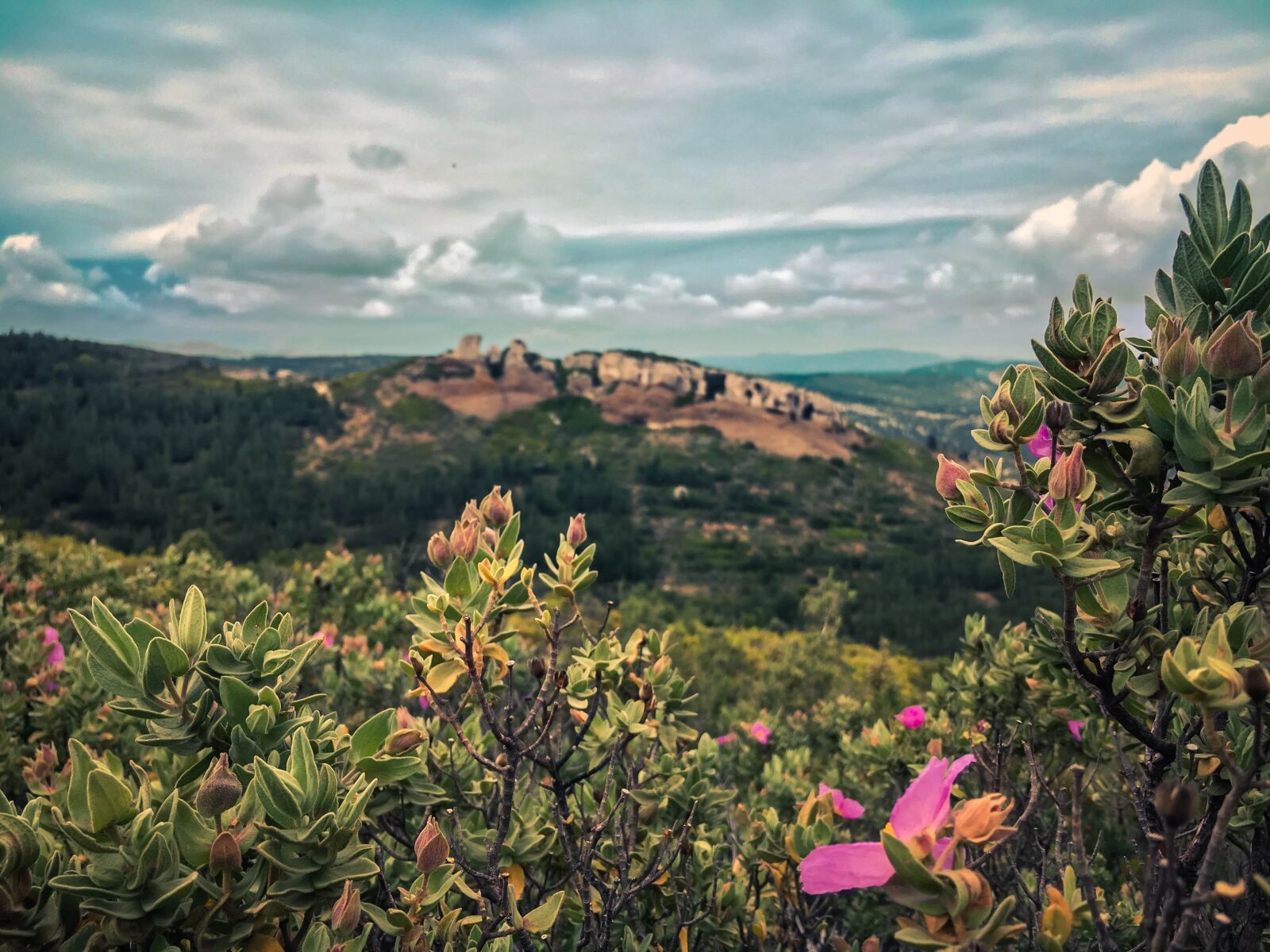 Apple iPhone 6s sample photo. Frenchriviera, flowers, france, landscape photography