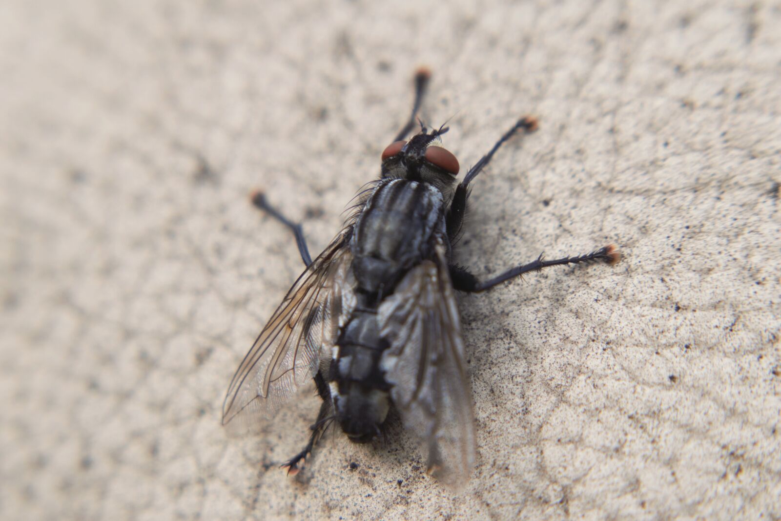 Nikon D3300 sample photo. Macro, insect, fly photography