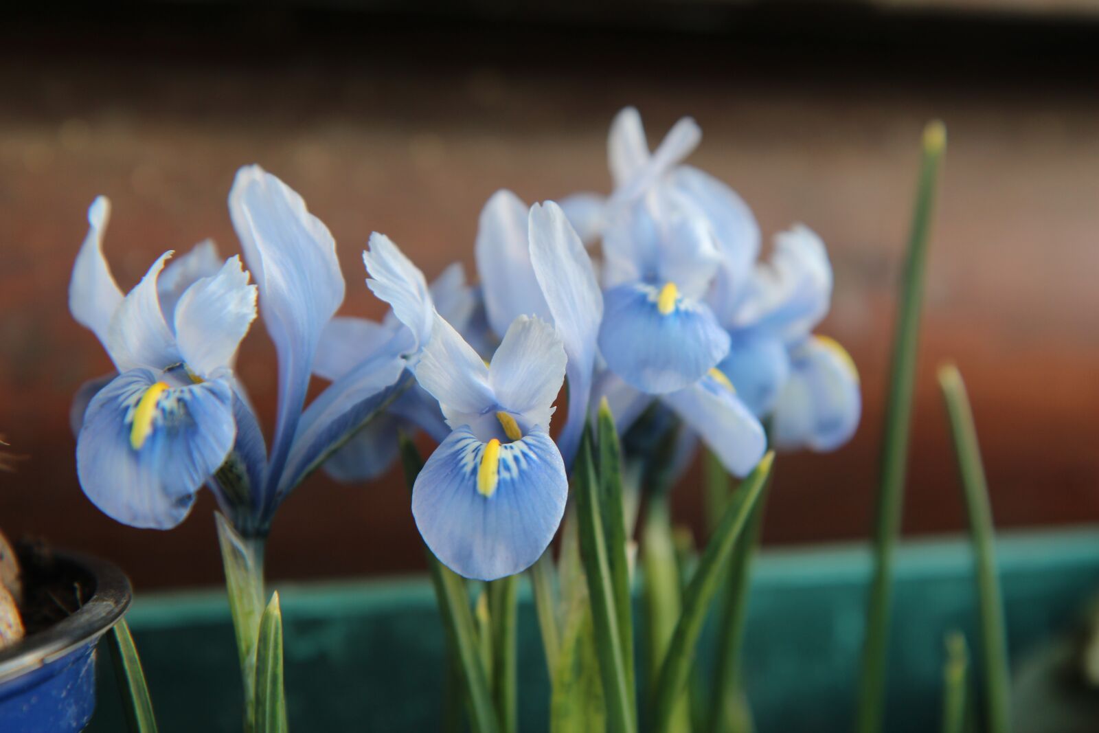 Canon EOS 600D (Rebel EOS T3i / EOS Kiss X5) sample photo. Iris blue, iris, bulb photography
