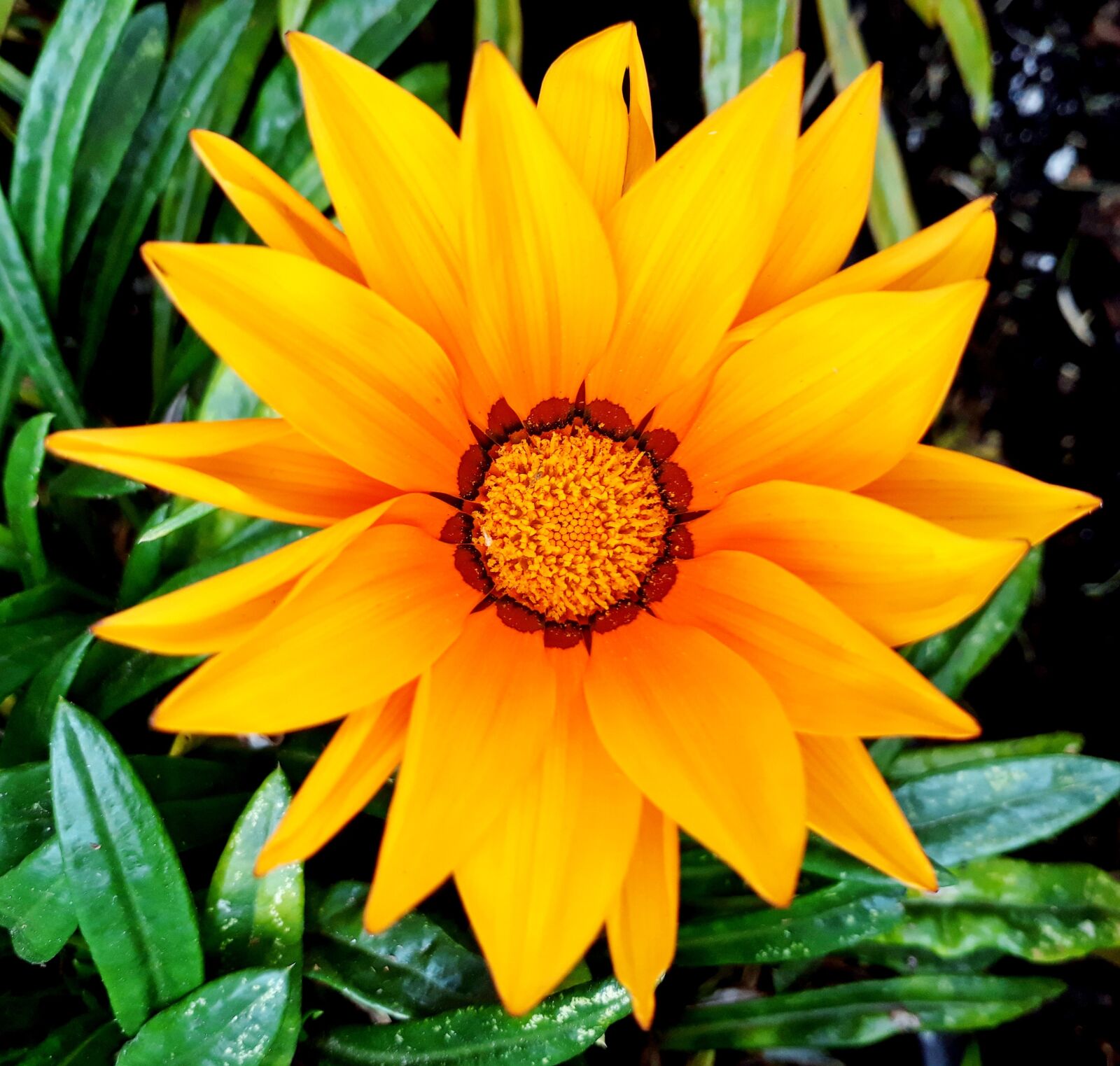 Samsung Galaxy J5 Prime sample photo. Flower, orange, orange flower photography