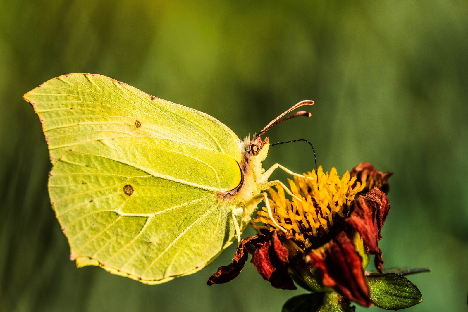 Canon EOS 650D (EOS Rebel T4i / EOS Kiss X6i) sample photo. Gonepteryx rhamni, butterfly, butterflies photography