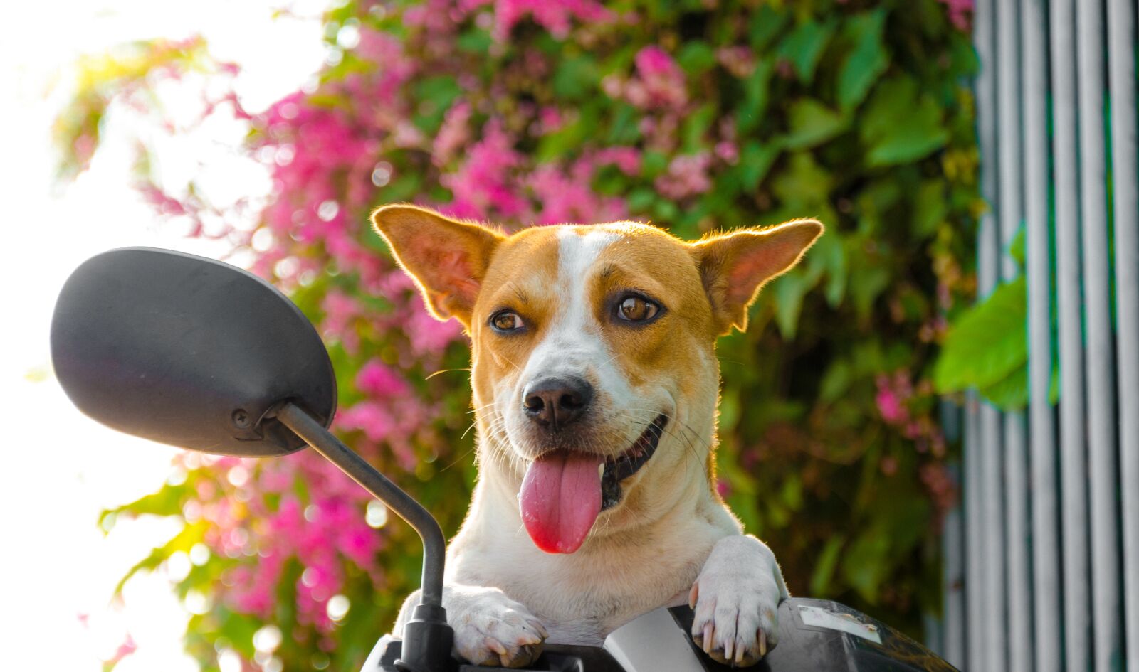 Nikon D7000 sample photo. Animal, pet, pets photography