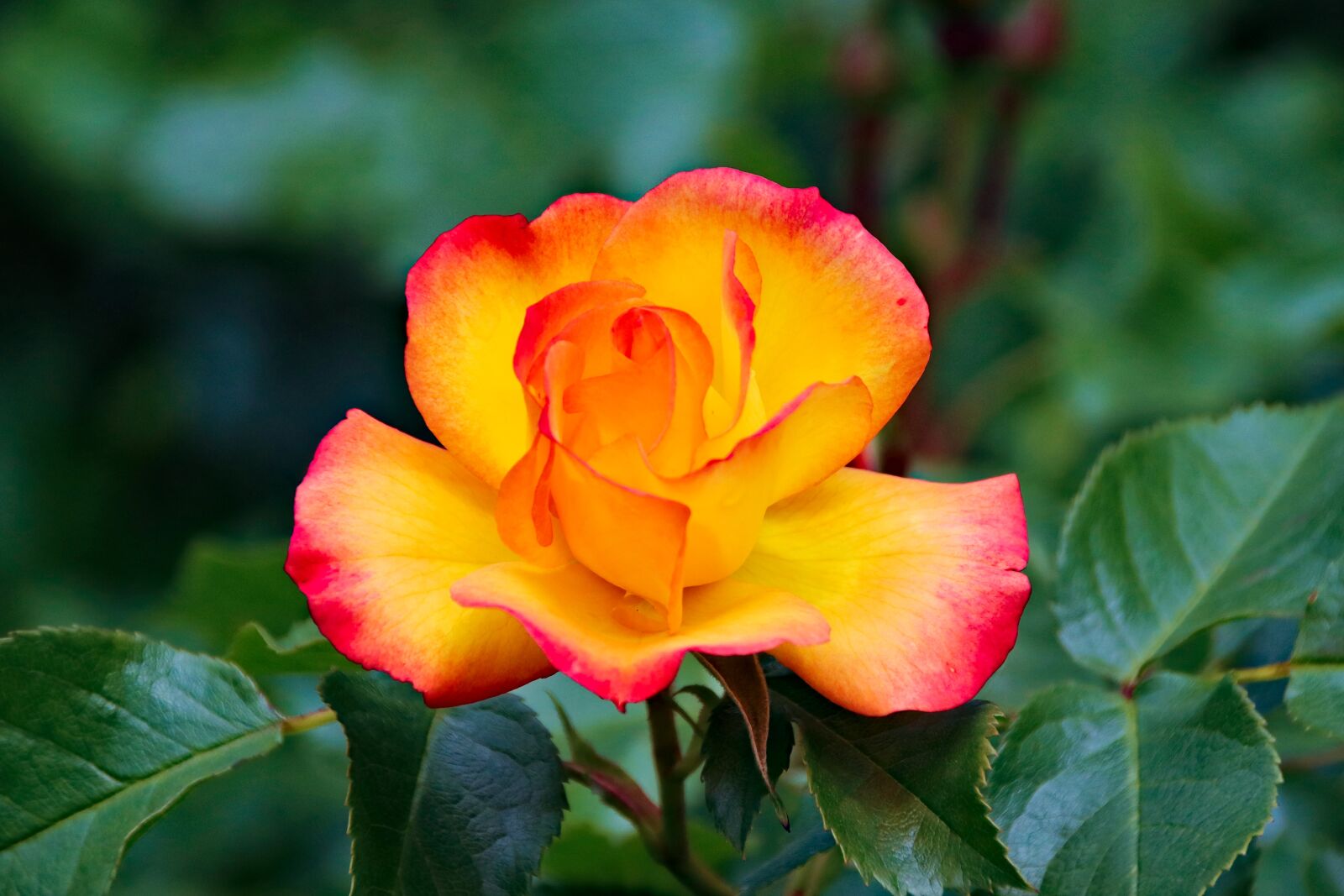 Canon EOS 77D (EOS 9000D / EOS 770D) sample photo. Rose, yellow, flower photography
