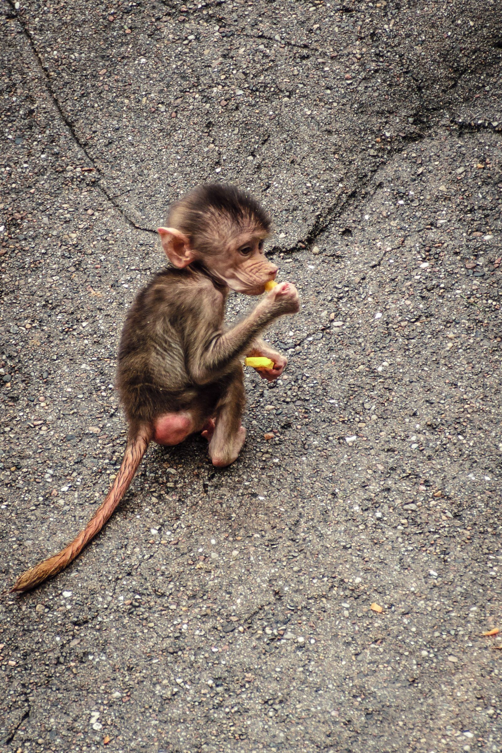 Canon EOS 7D sample photo. Baboon, papio, hamadryas photography