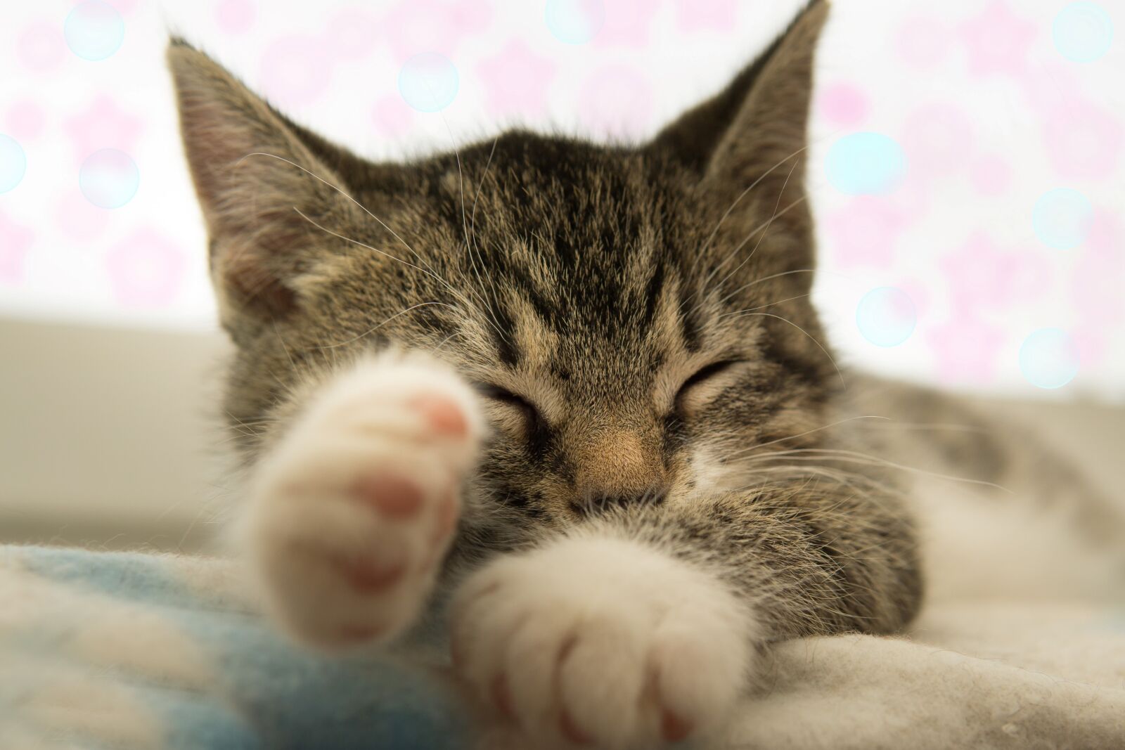 30mm F1.4 DC DN | Contemporary 016 sample photo. Cat, small, mackerel photography