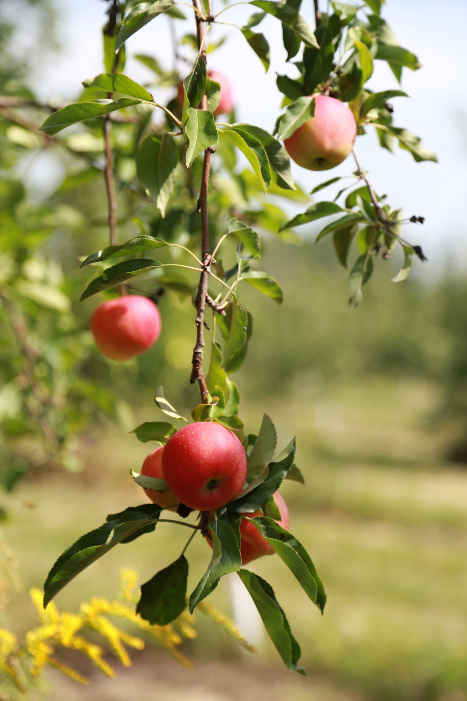 Canon EOS 6D + Canon EF 24-105mm F4L IS USM sample photo. Apple, apple tree, fruit photography