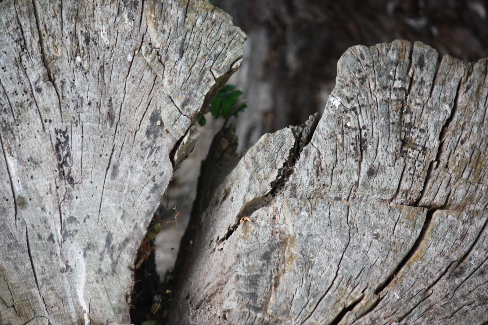 Canon EOS 450D (EOS Rebel XSi / EOS Kiss X2) sample photo. Wood, old, gnarled photography