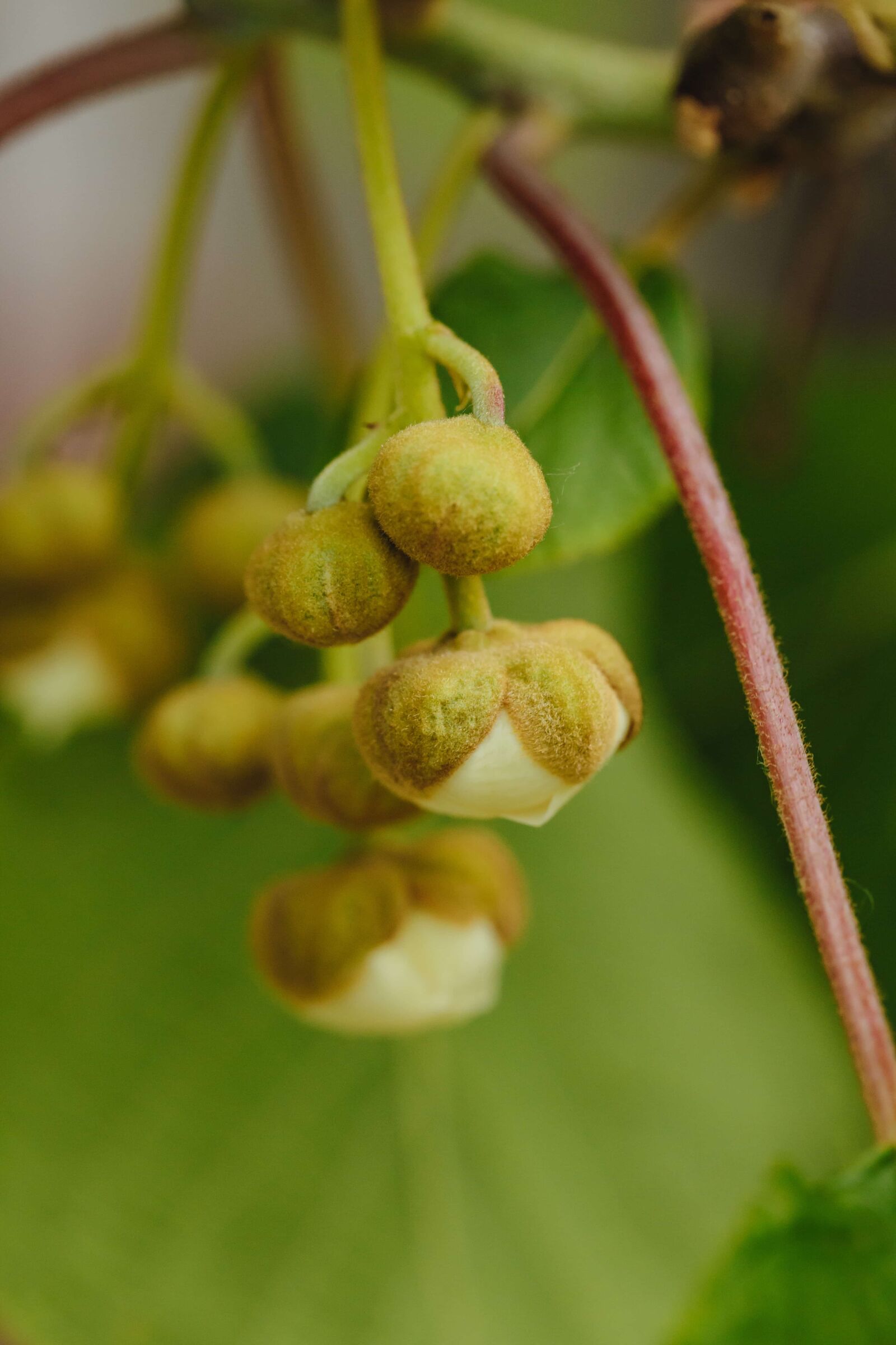 Canon EF 100mm F2.8 Macro USM sample photo. Beautiful flowers, branches, white photography