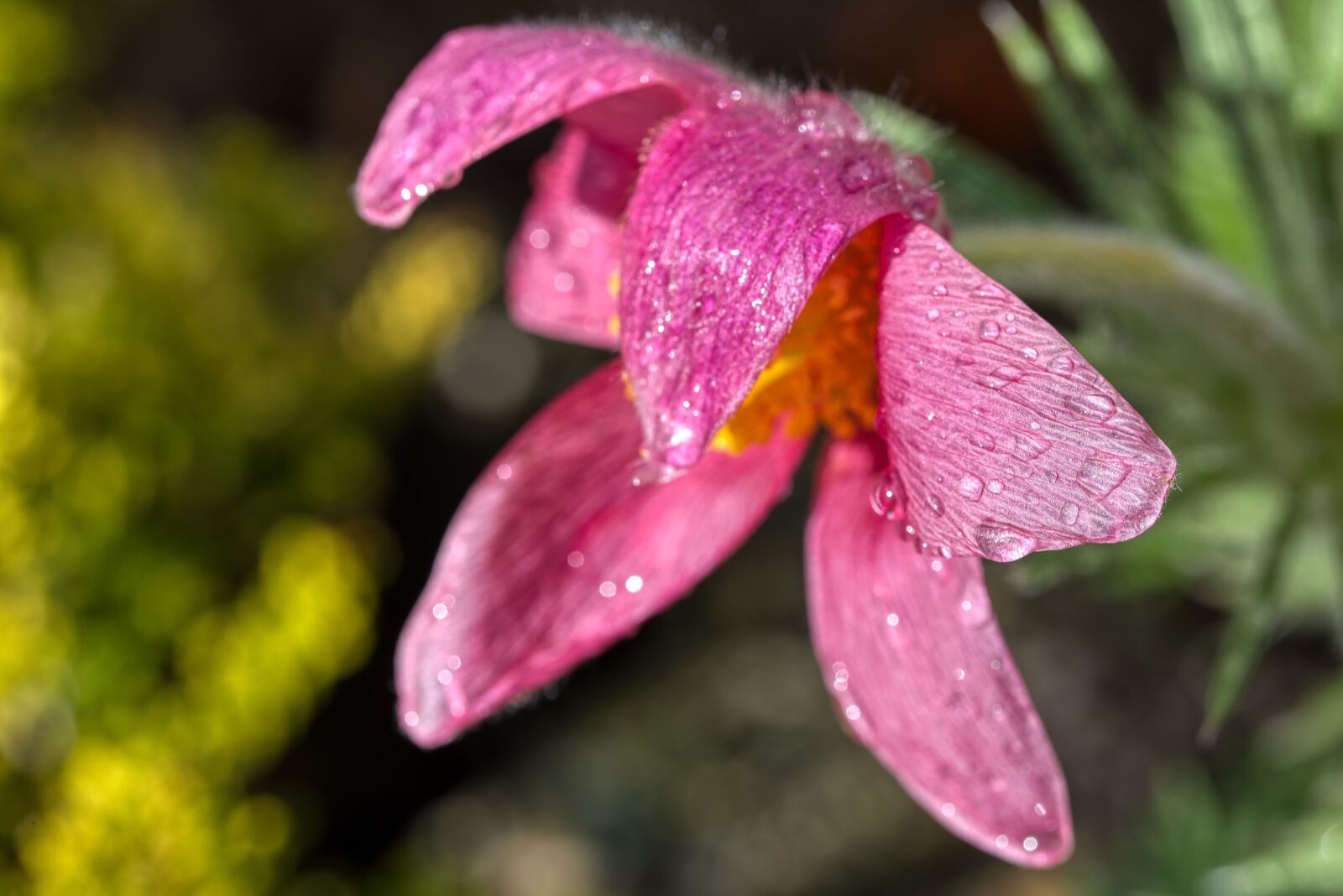 Nikon D750 sample photo. Pasqueflower, k hchenschelle, pasque photography