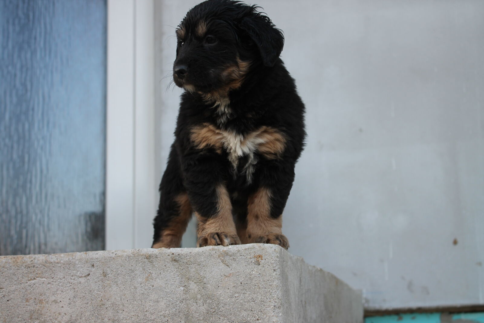 Canon EOS 1100D (EOS Rebel T3 / EOS Kiss X50) sample photo. Dog, puppy photography