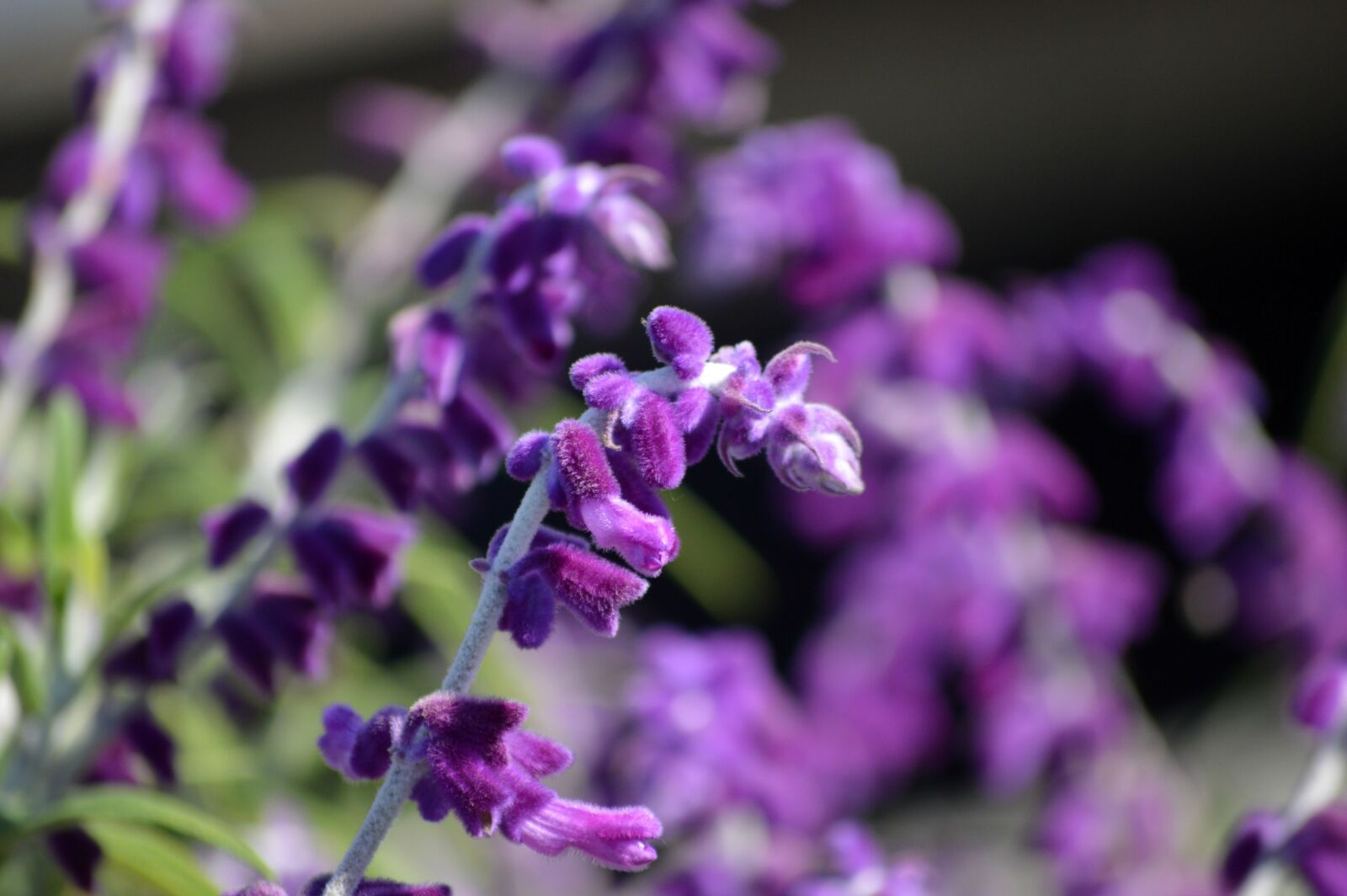 Nikon D3200 sample photo. Sage, flowers, purple photography