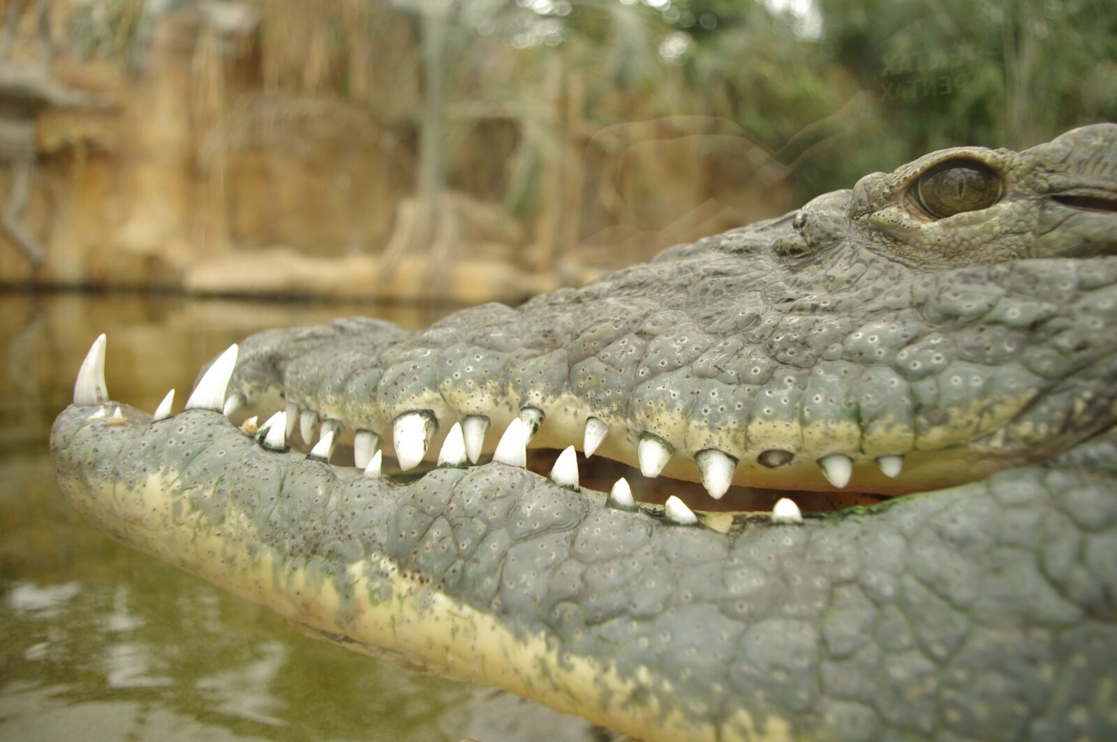 Pentax K-r sample photo. "Crocodile, aligator, reptile" photography