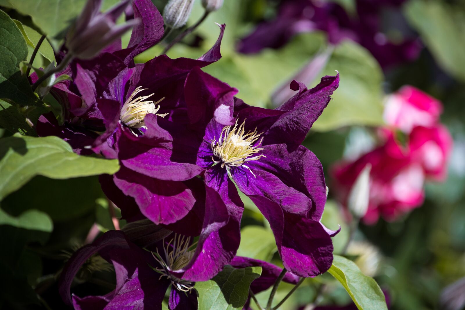 Nikon D7100 sample photo. Clematis, flower, dark purple photography