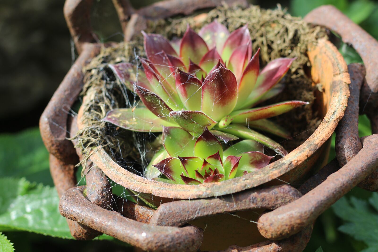 Canon EOS 1300D (EOS Rebel T6 / EOS Kiss X80) + Canon EF 50mm F1.8 STM sample photo. Succulent, house leek, sempervivum photography