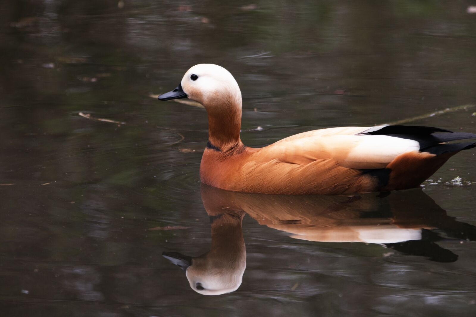 150-600mm F5-6.3 DG OS HSM | Contemporary 015 sample photo. Rust goose, tadorna ferruginea photography