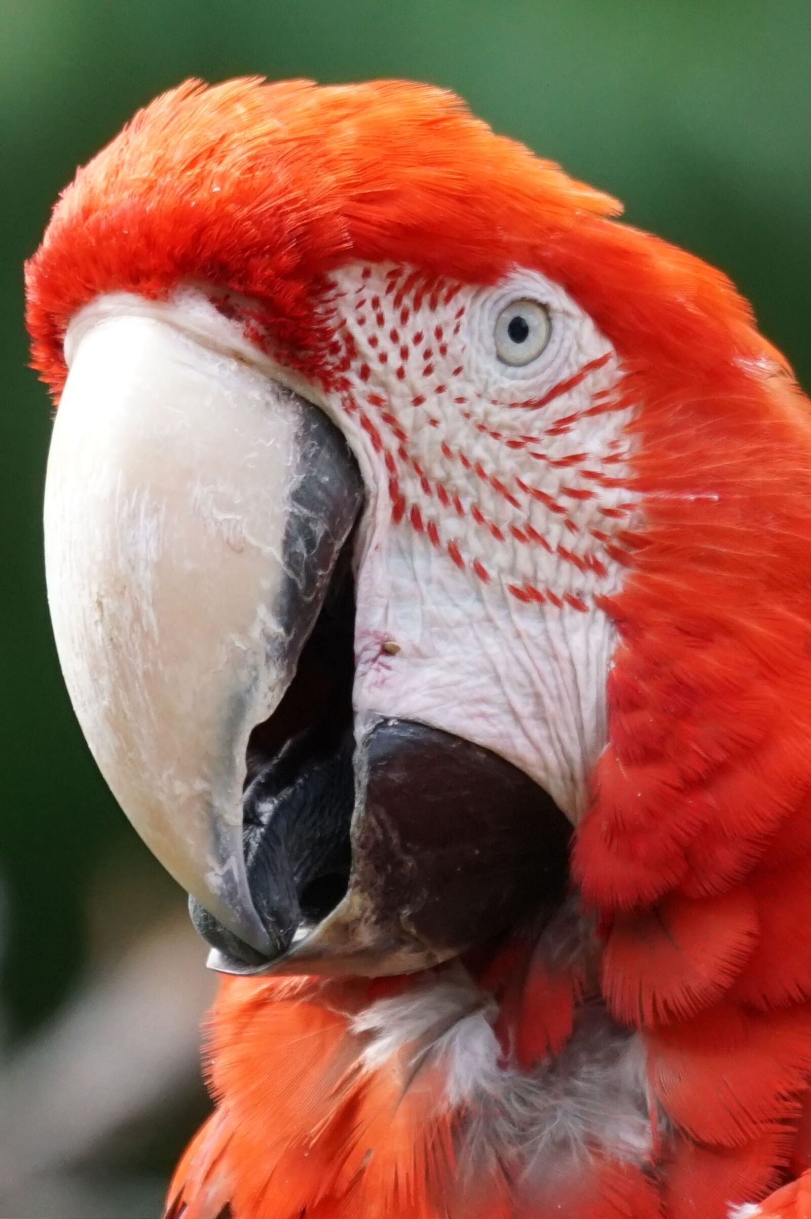 Sony ILCA-77M2 + Sony 70-400mm F4-5.6 G SSM sample photo. Parrot, ara, colorful photography