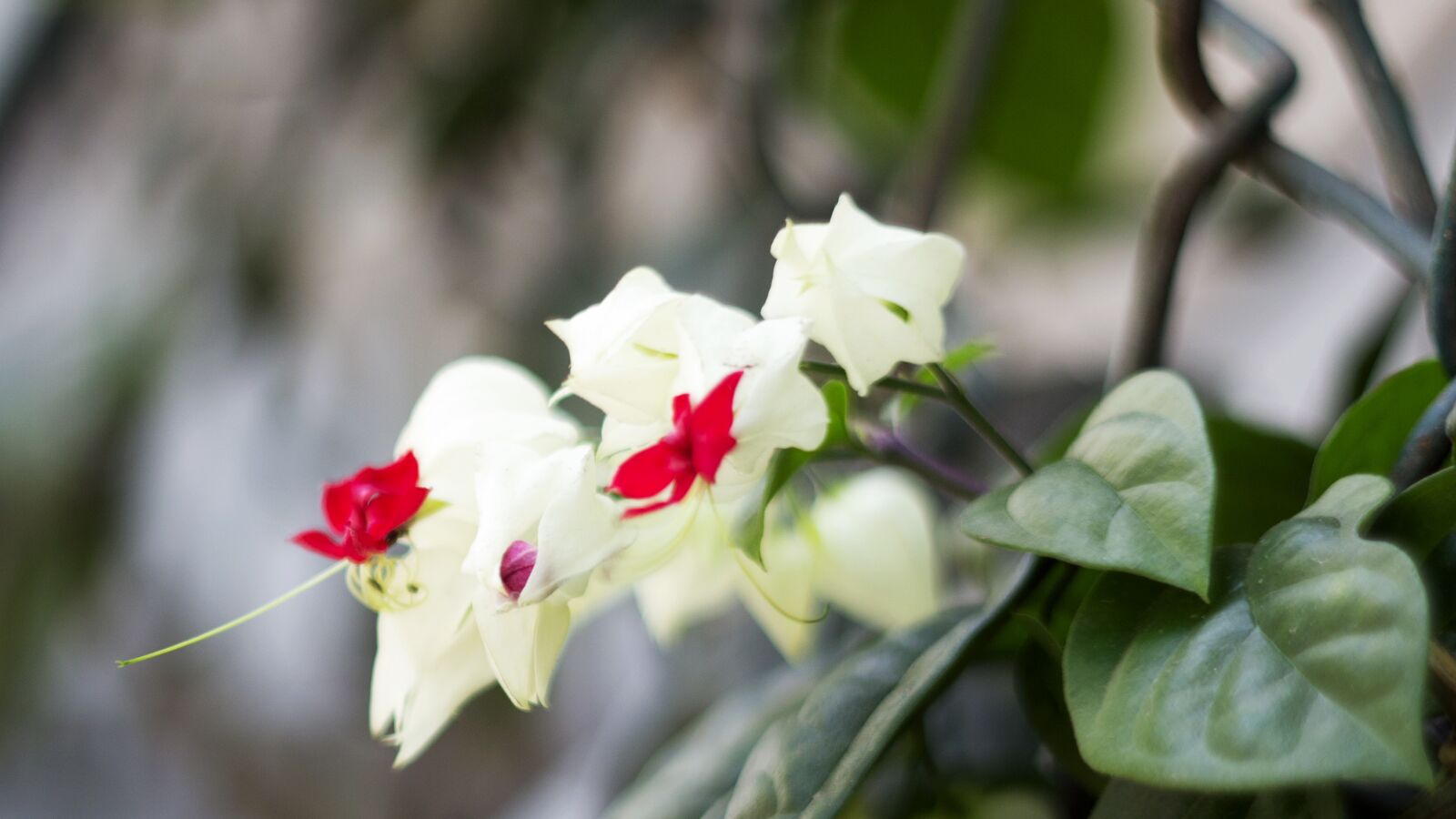 Canon EOS 600D (Rebel EOS T3i / EOS Kiss X5) sample photo. Flower, white, viet nam photography