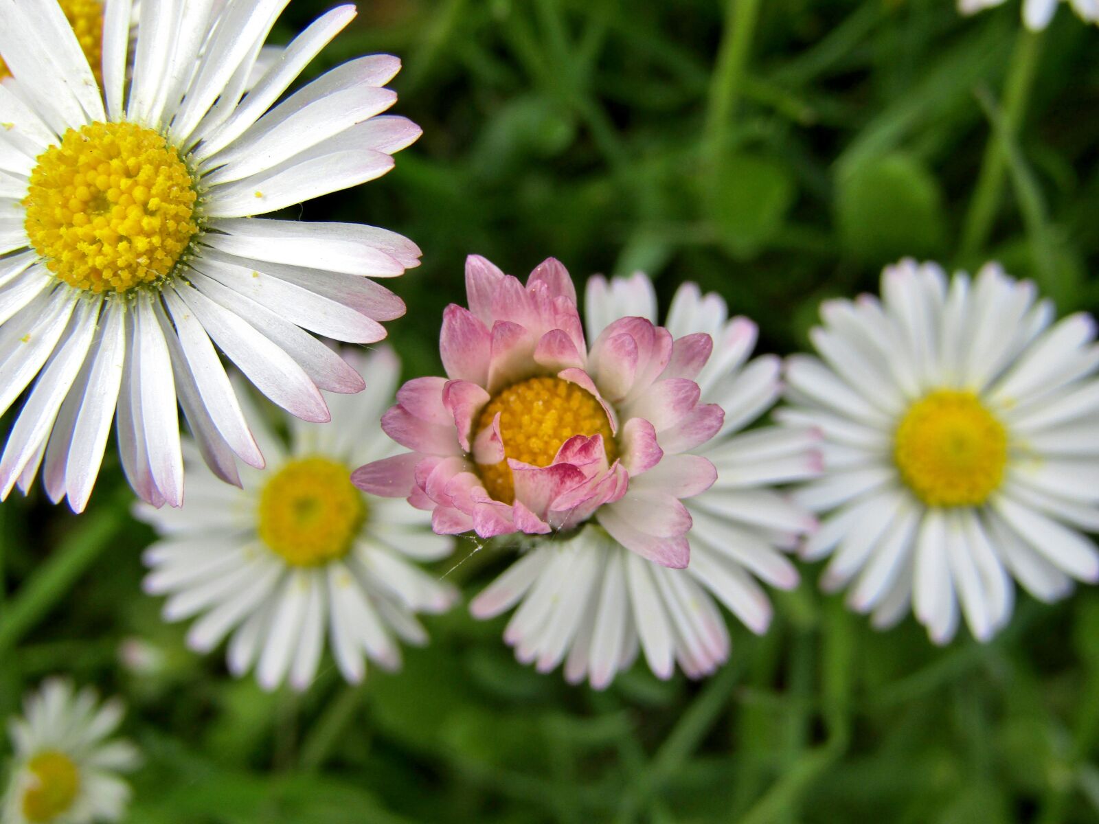 Canon POWERSHOT SX432 IS sample photo. Daisy, flowers, white photography