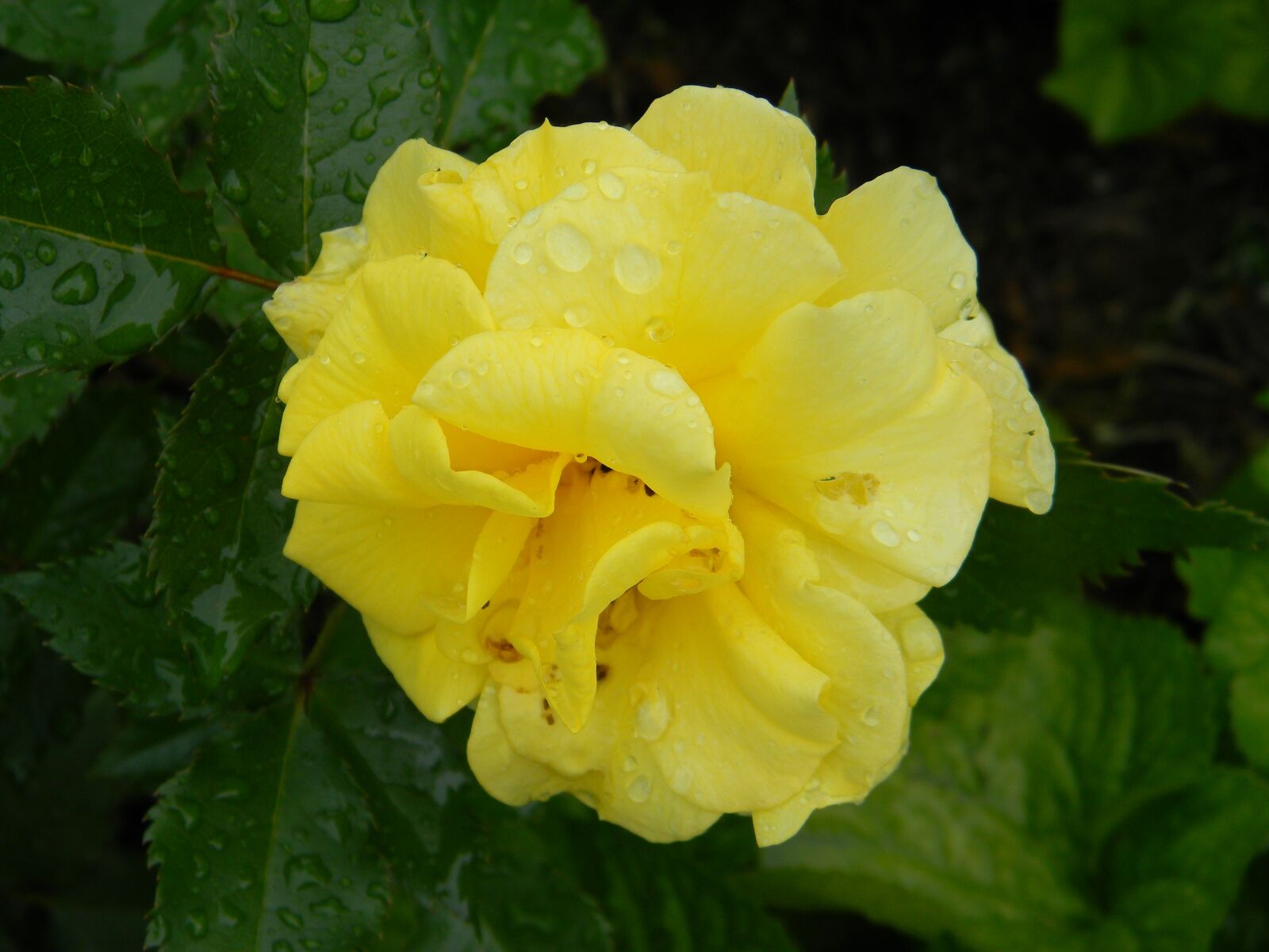 Nikon Coolpix L110 sample photo. Roses, garden, nature photography