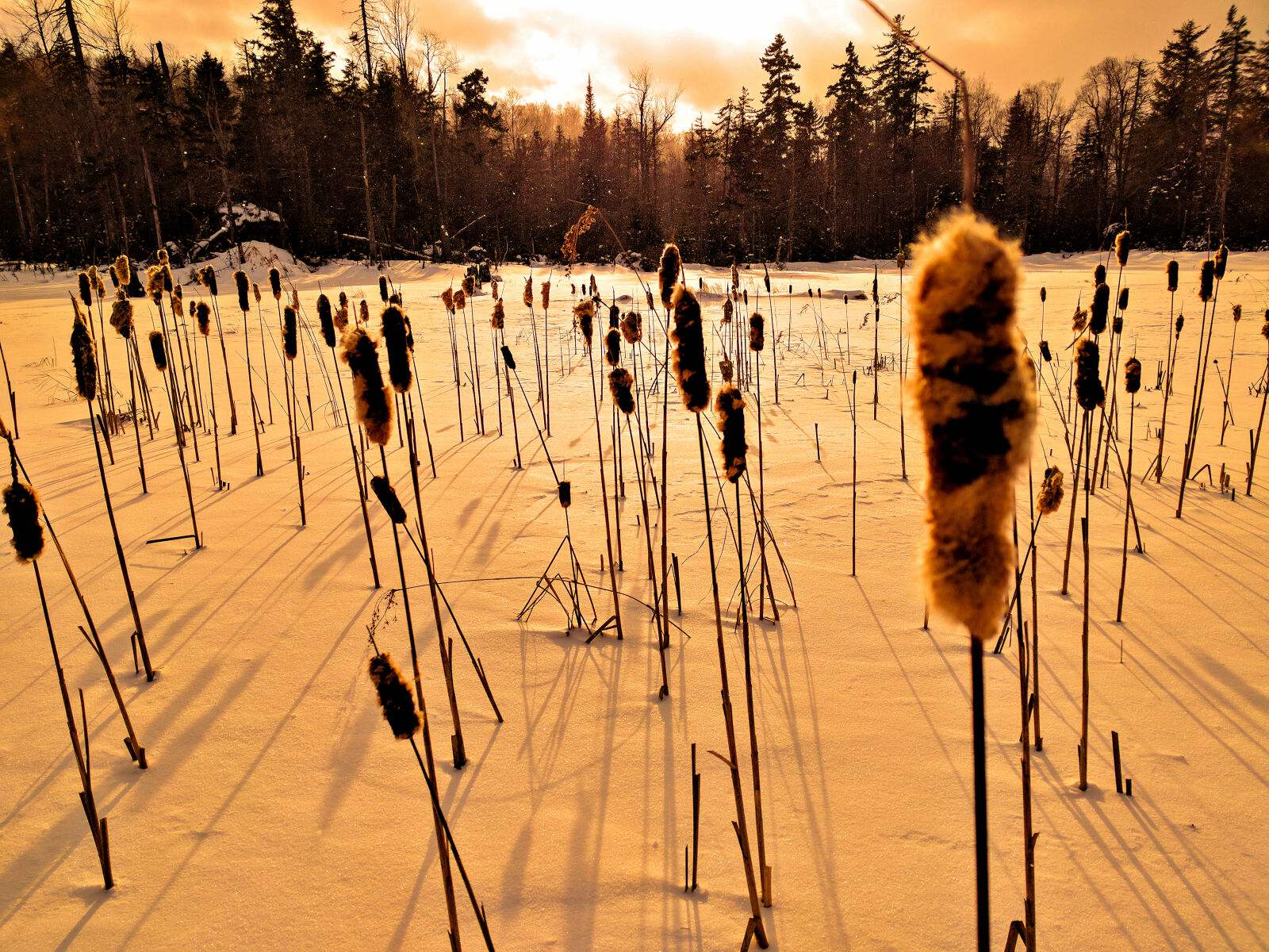 Google Nexus 6P sample photo. Adirondacks, cattails, marsh, pond photography
