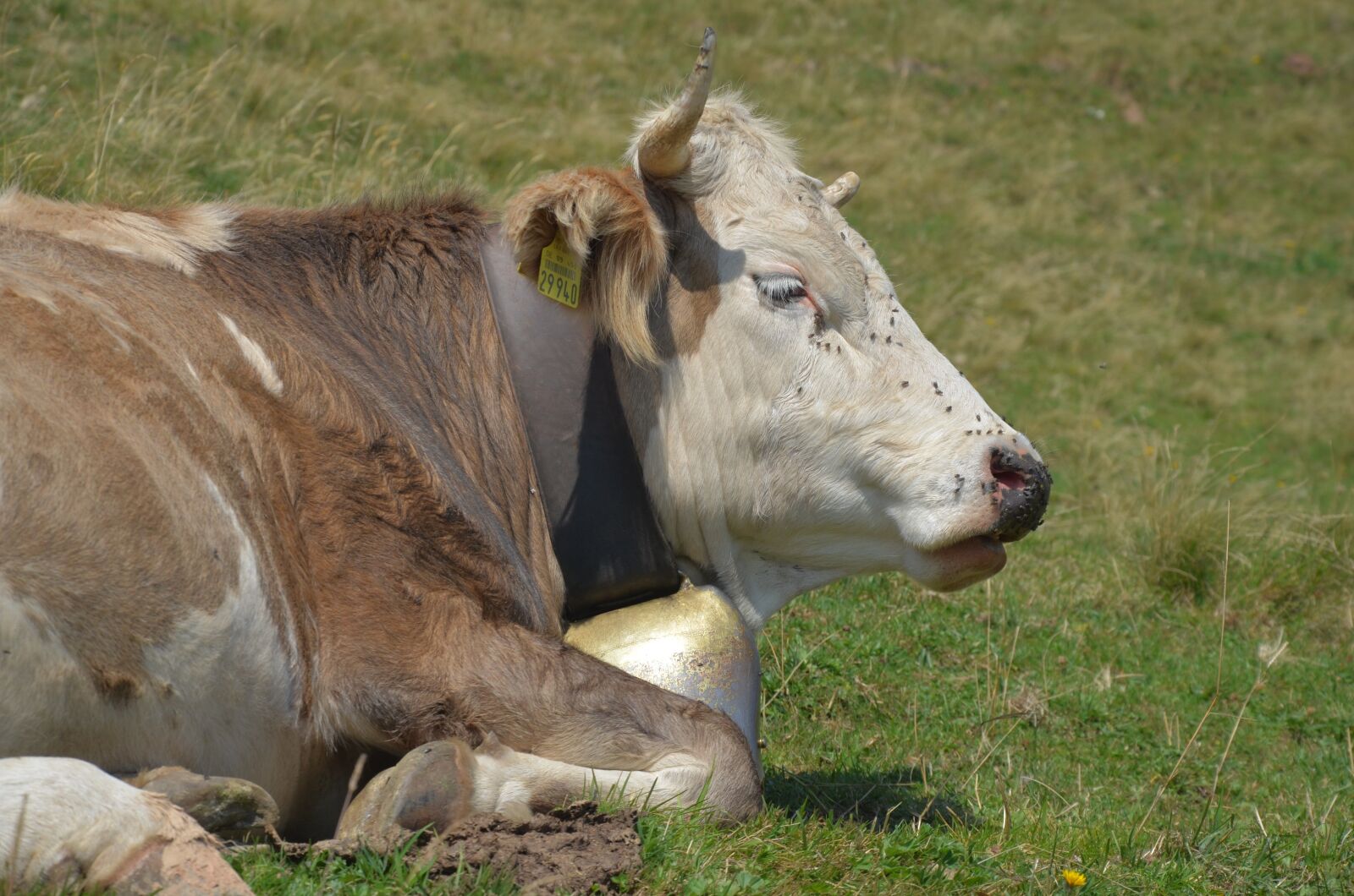 Nikon D5100 sample photo. Cow, allgäu, pasture photography