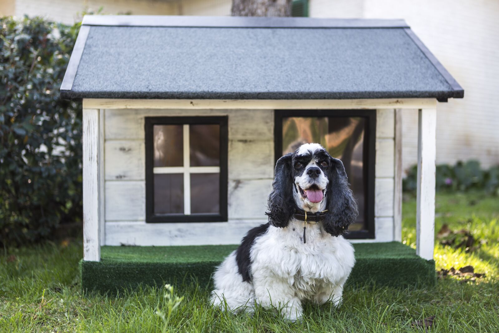 Canon EOS 5D Mark III sample photo. Kennels for pets, dog photography