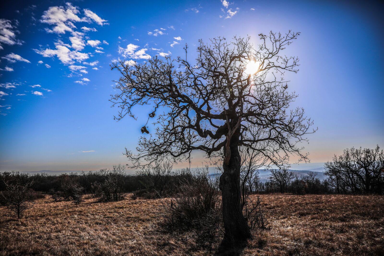 Canon EOS 5D Mark IV sample photo. Wood, bald tree, nature photography