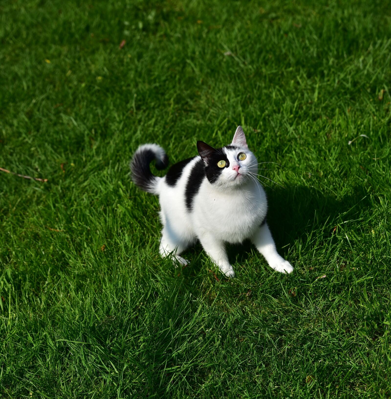 Nikon D750 sample photo. Cat, play, pet photography