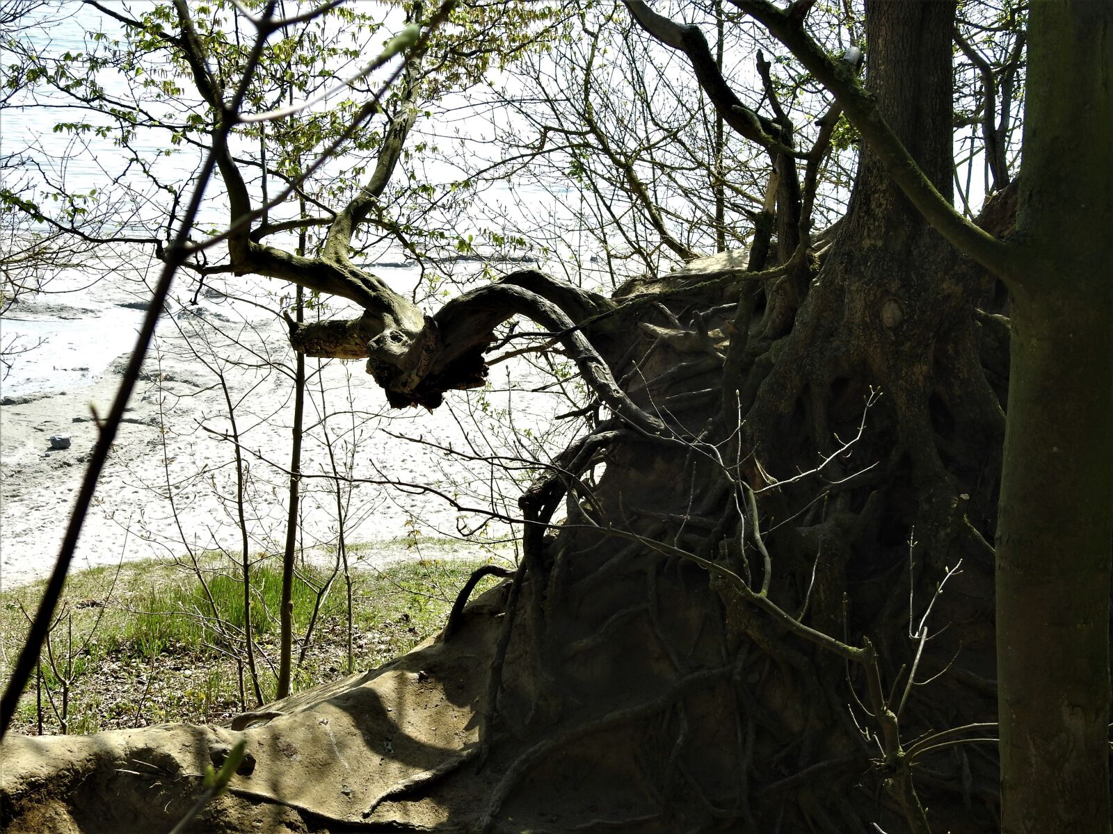 Nikon Coolpix P900 sample photo. Nature, landscape, forest photography