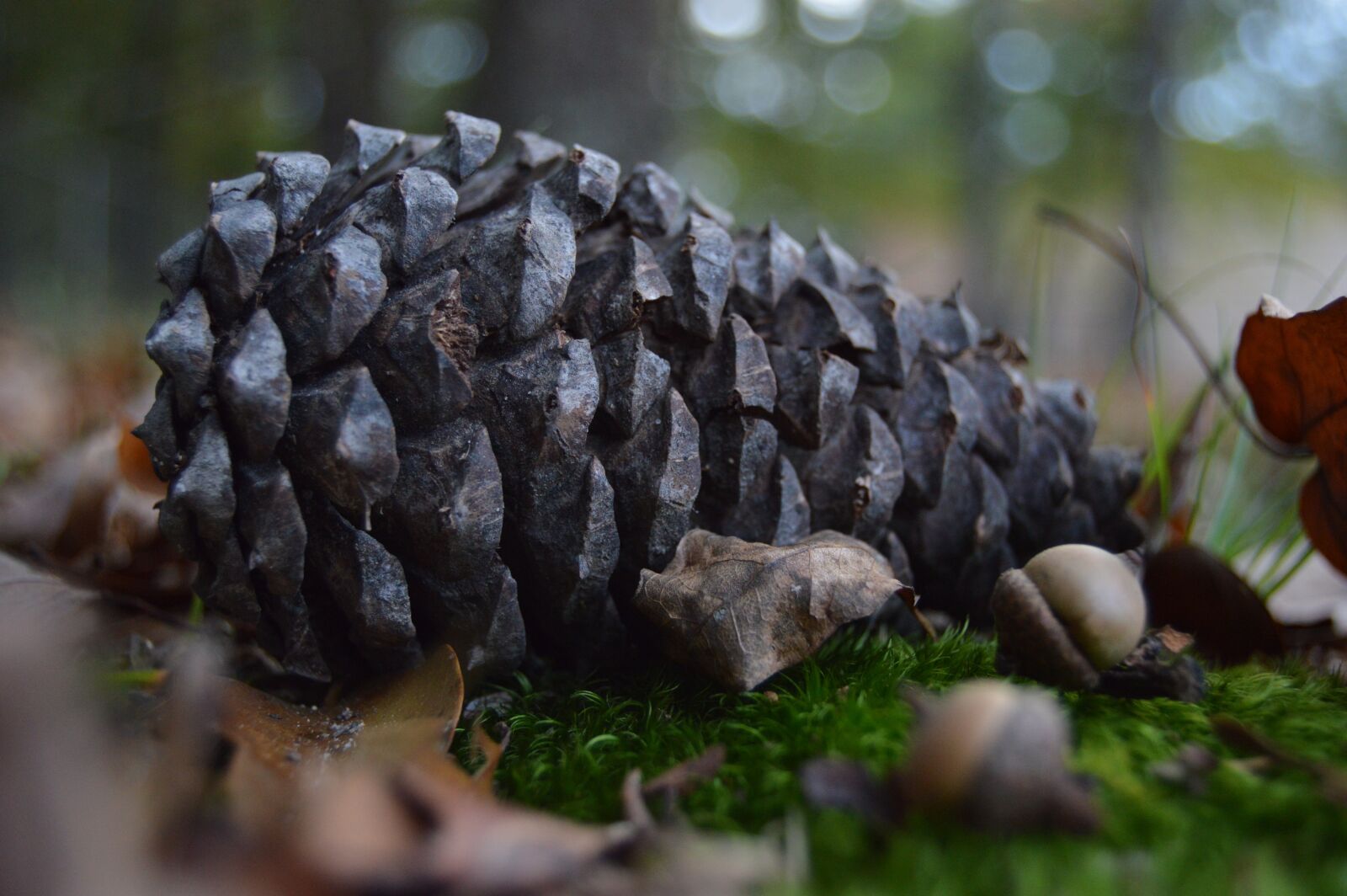 Nikon D3200 sample photo. Nature, pine cone, woods photography