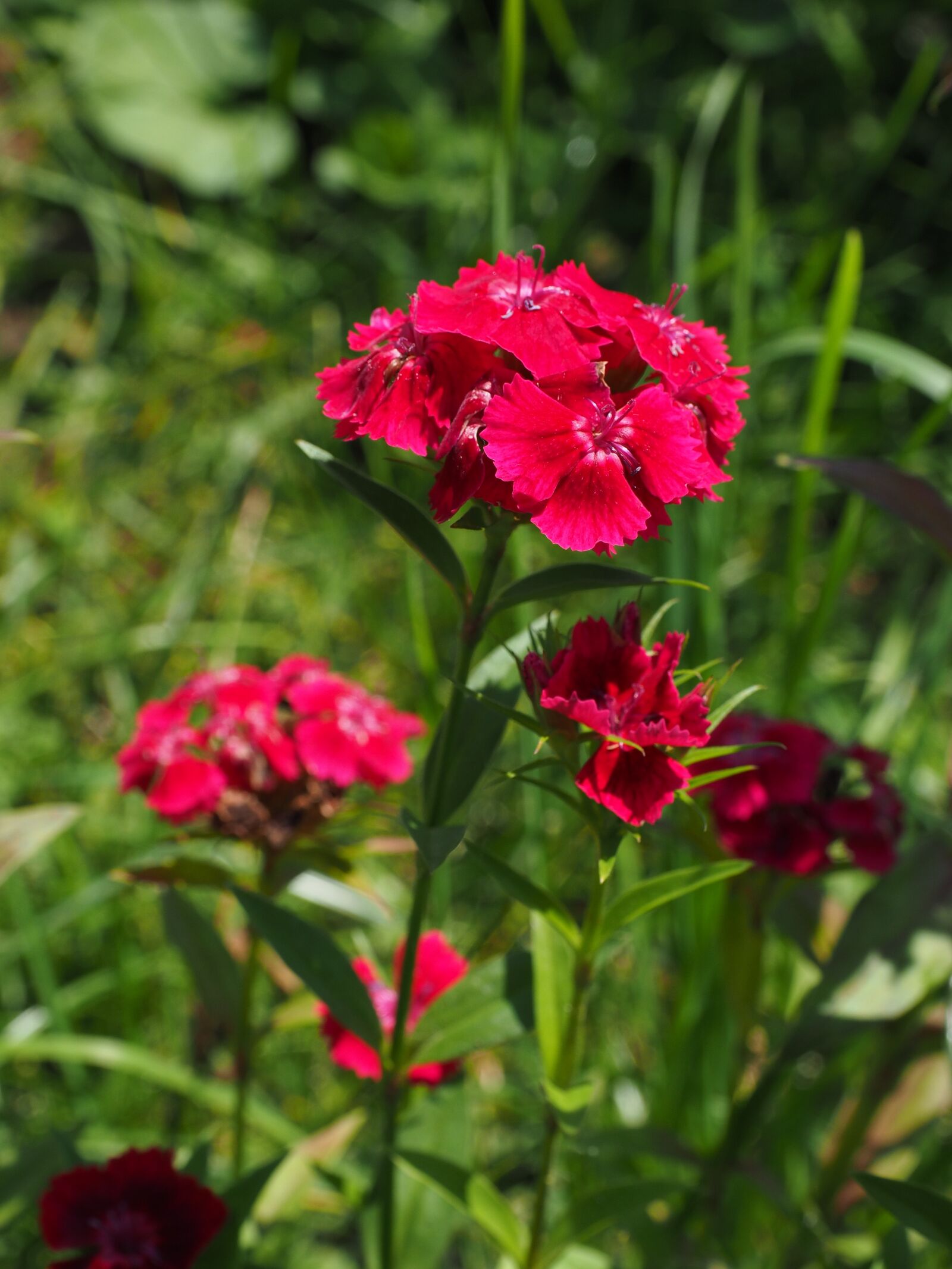 Olympus OM-D E-M1 + Olympus M.Zuiko Digital ED 12-40mm F2.8 Pro sample photo. Carnation, sweet william, flowers photography