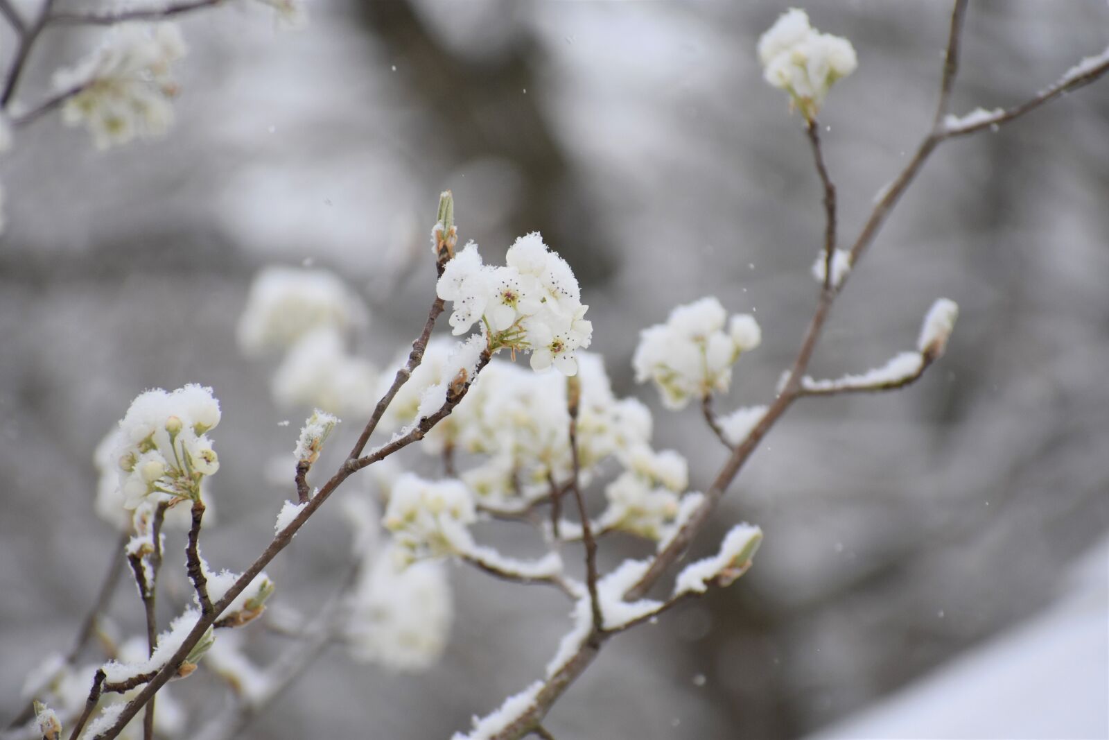 Nikon D3400 sample photo. Branch, tree, flower photography