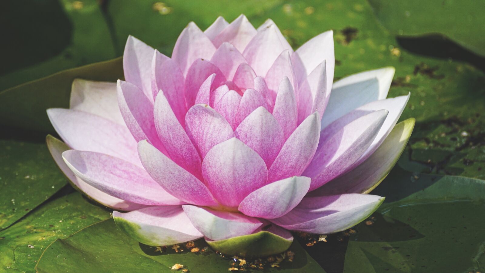 Sony DT 55-300mm F4.5-5.6 SAM sample photo. Water lily, aquatic plant photography
