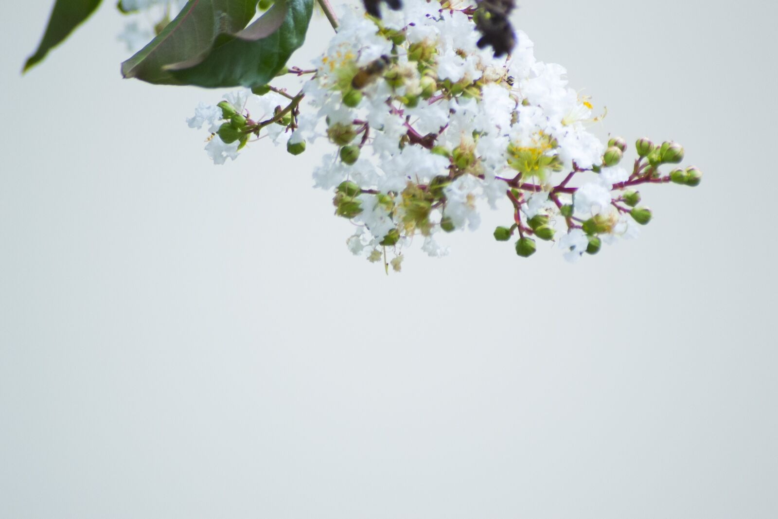 Nikon D3100 sample photo. Flower, nature, flora photography