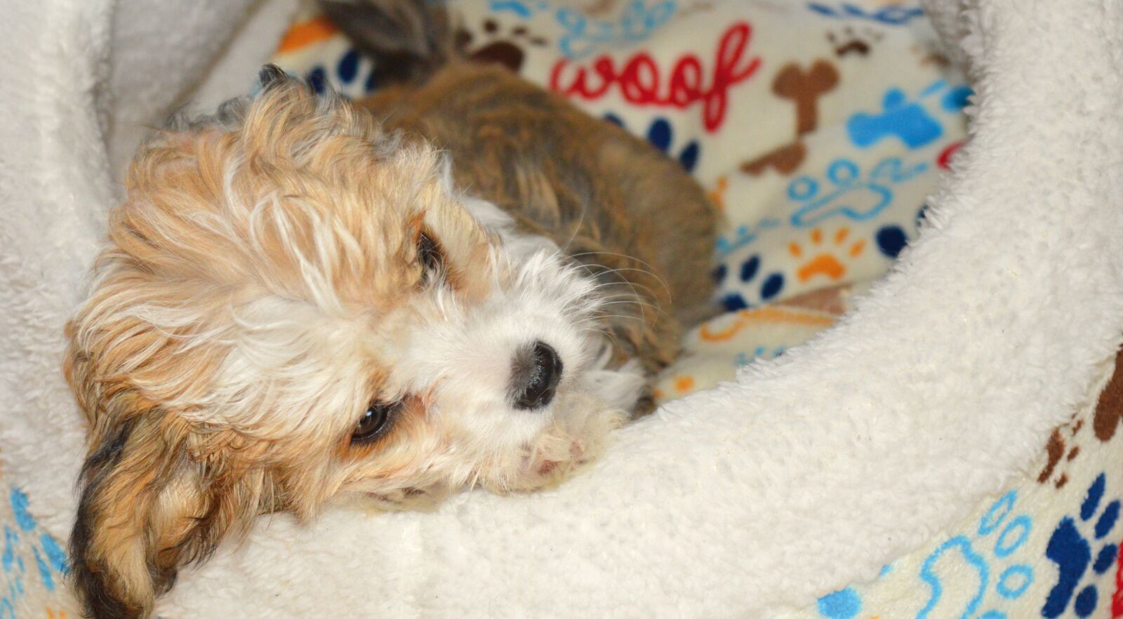 Nikon D3200 sample photo. Dog, puppy, bolonka zwetna photography