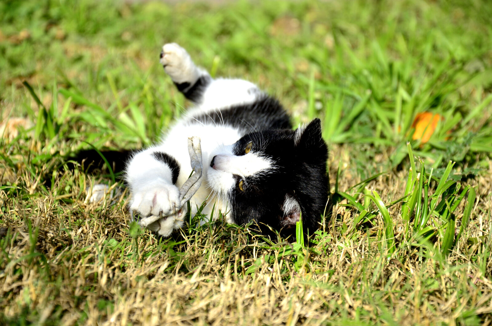 Nikon D7000 sample photo