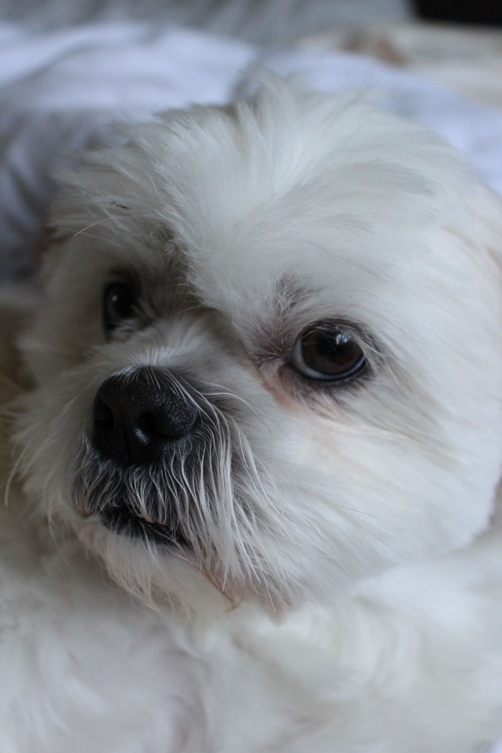 Canon EOS 1300D (EOS Rebel T6 / EOS Kiss X80) sample photo. Dog, white dog, fluffy photography