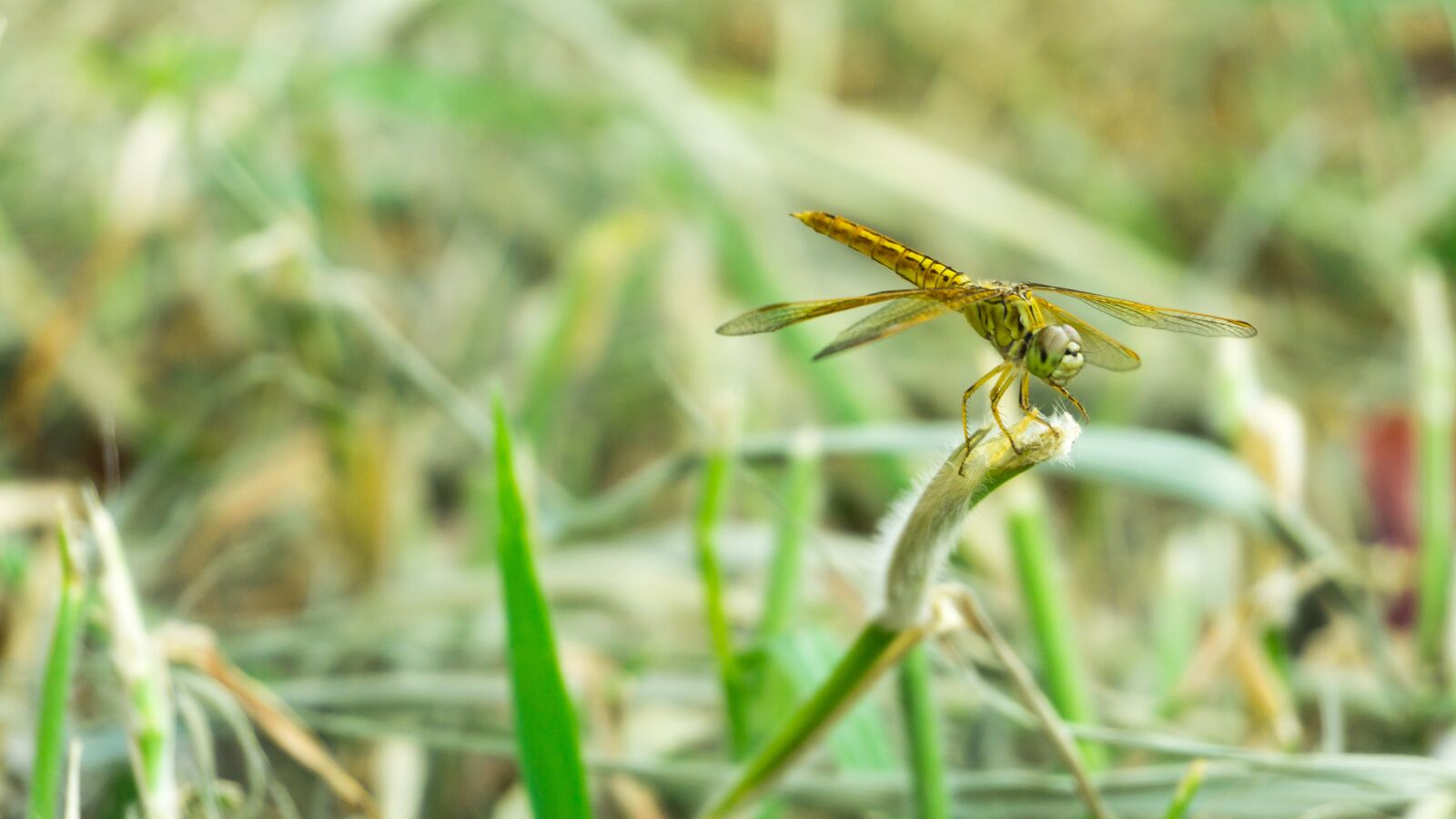 Sony E 16-50mm F3.5-5.6 PZ OSS sample photo. Insect, dragonfly, nature photography