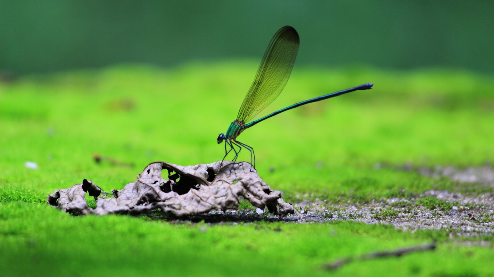 Canon EOS 600D (Rebel EOS T3i / EOS Kiss X5) sample photo. Dragonfly, green, forest photography