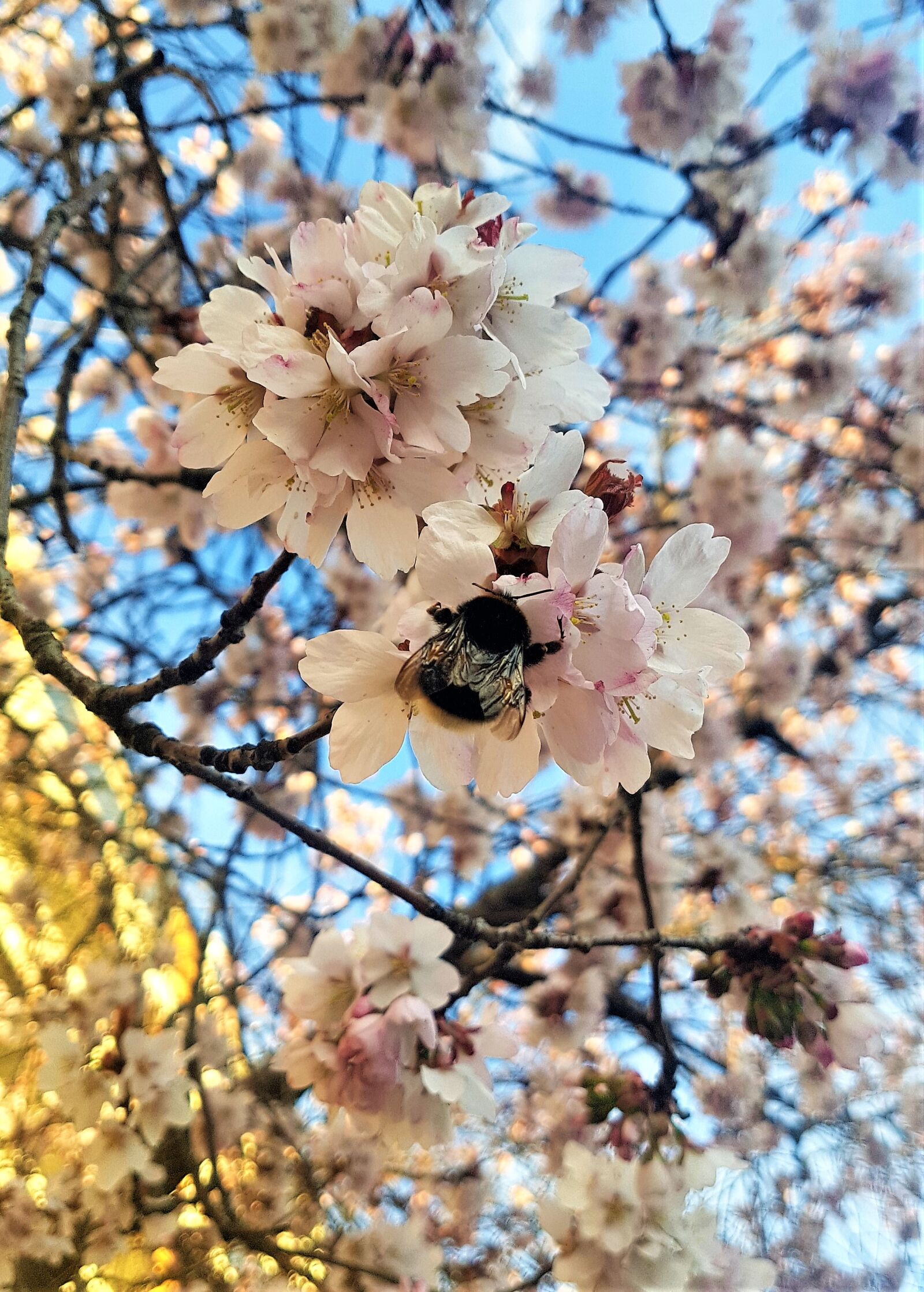 Samsung Galaxy S7 Edge sample photo. Bumble-bee, cherry blossoms, spring photography