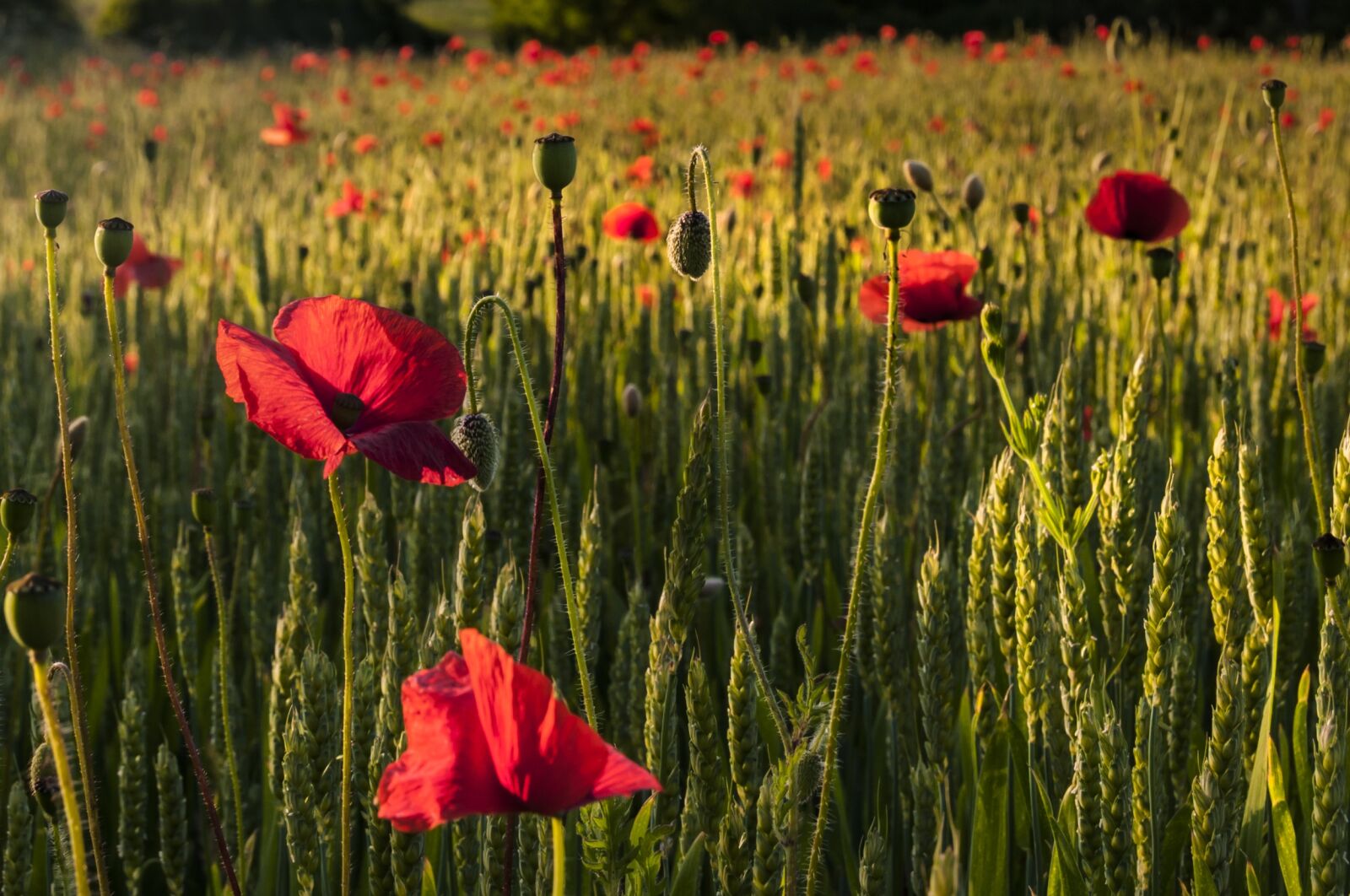 Nikon D300S sample photo. Poppies, fields, red photography