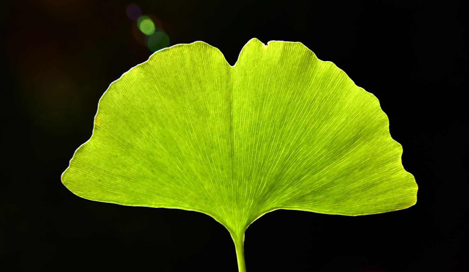 Nikon D750 sample photo. Ginko, leaf, close up photography