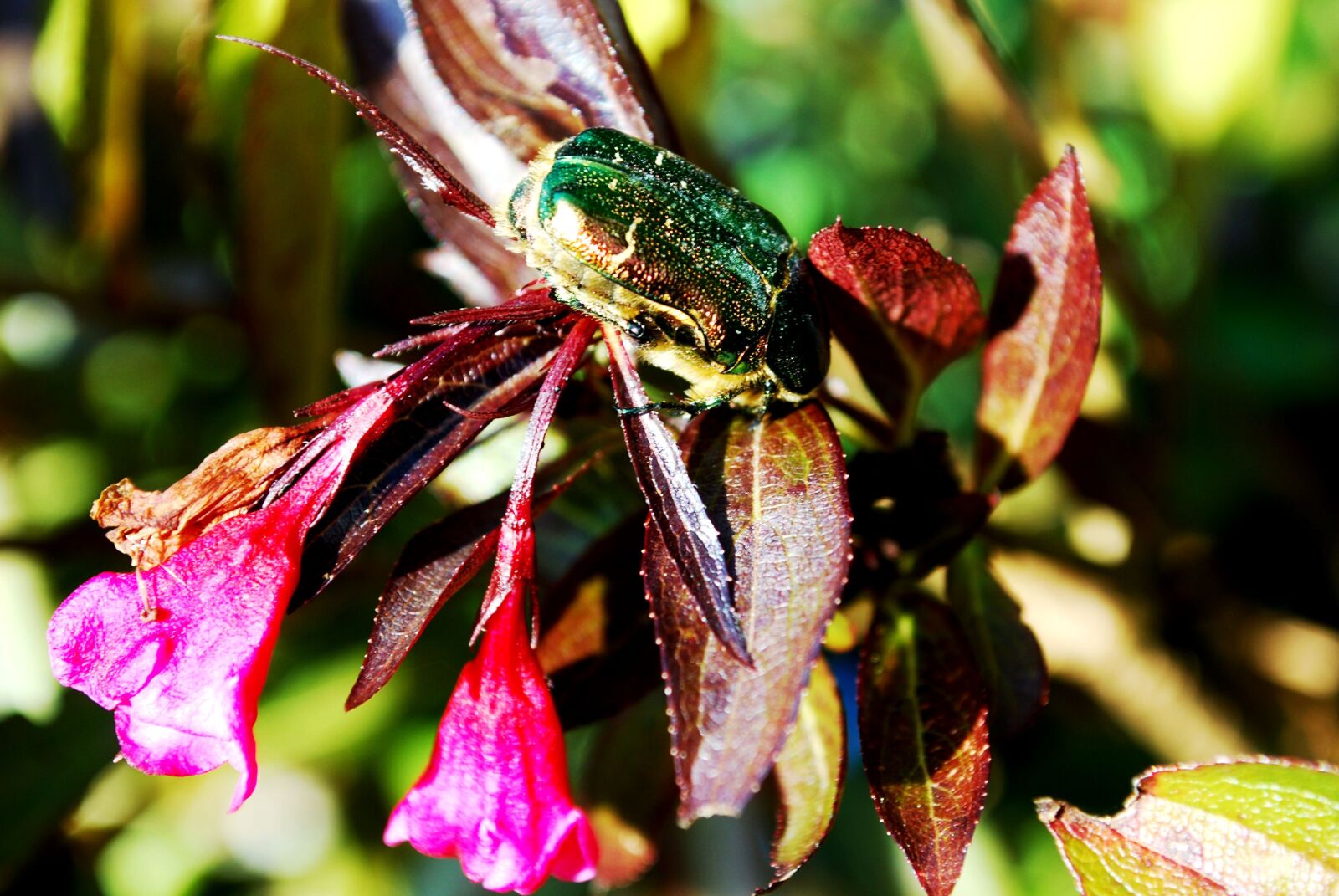 Nikon D80 sample photo. Turquoise beetle, flowers visit photography