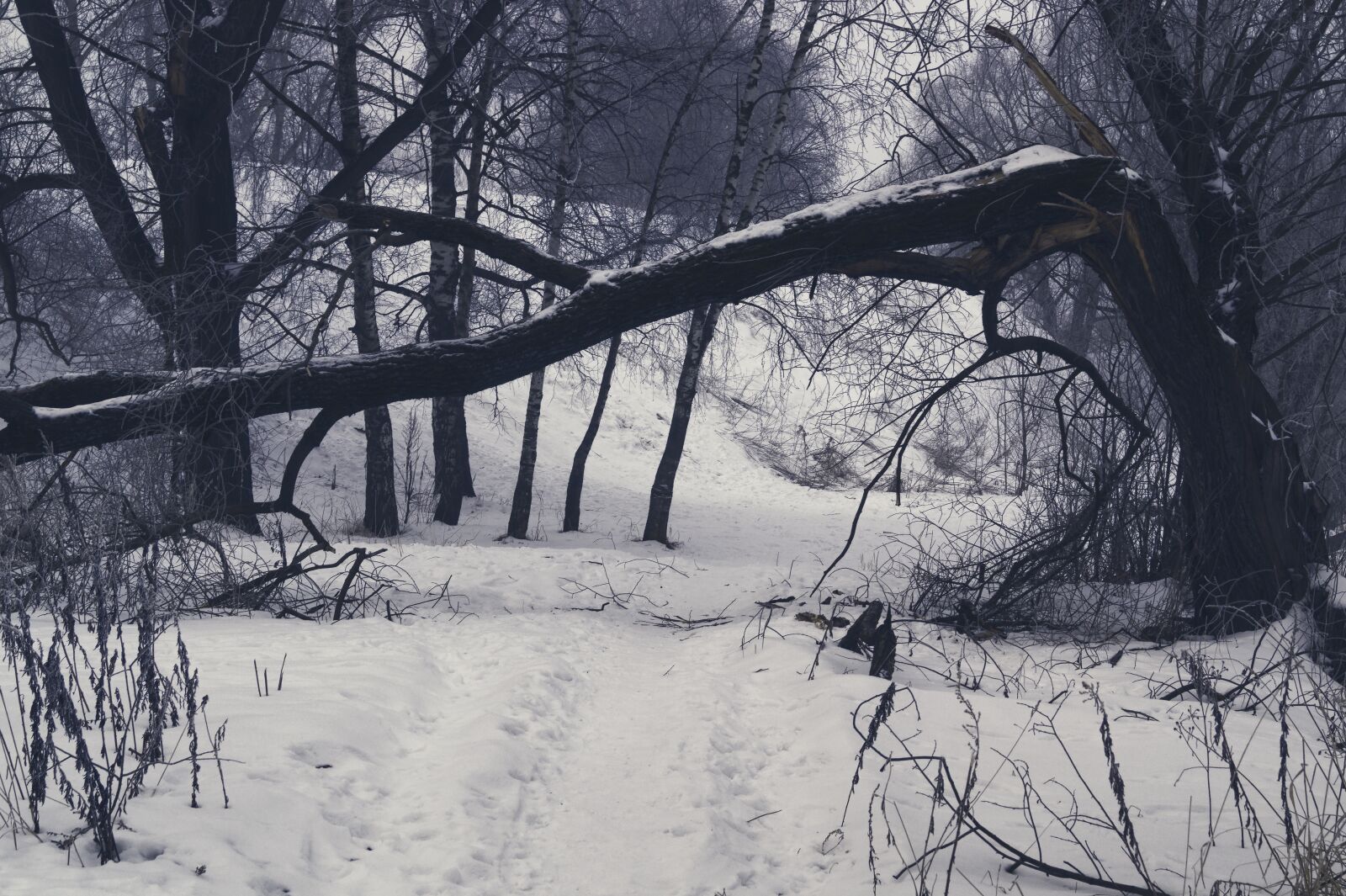 Sony DT 18-55mm F3.5-5.6 SAM II sample photo. Winter, tree, snow photography